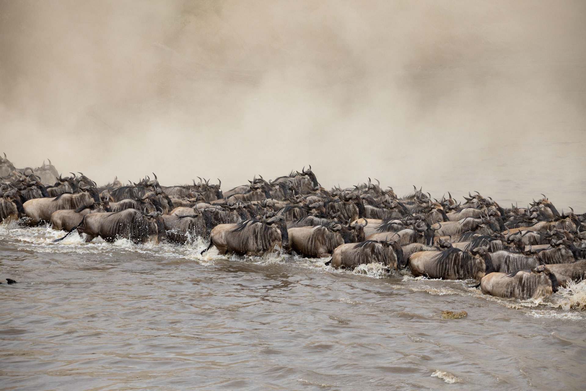 Above: A river crossing is the ultimate Great Migration viewing experience 