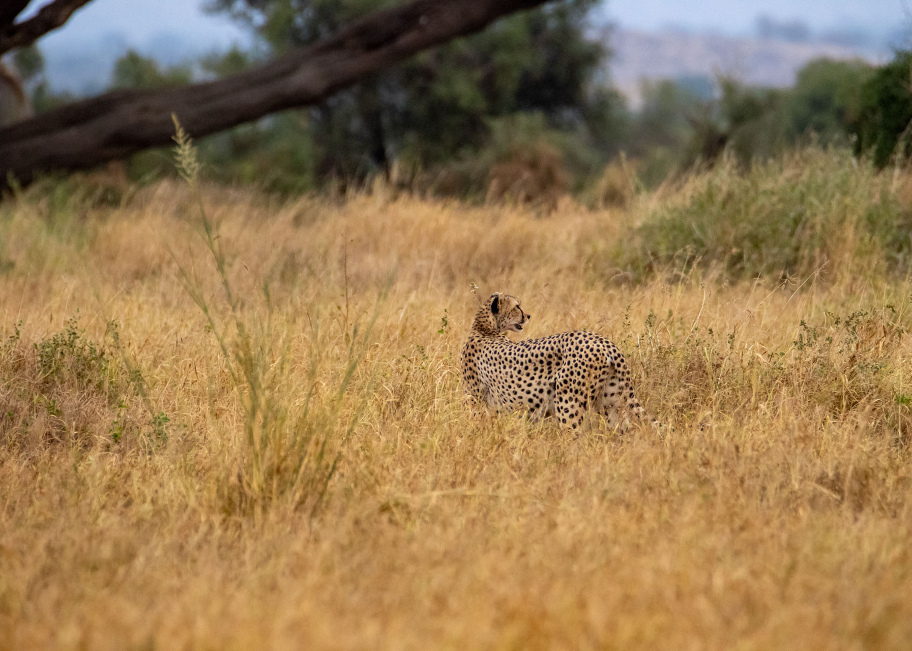 F6.3, 1/1600, ISO 1600 | Alice Mantaine  