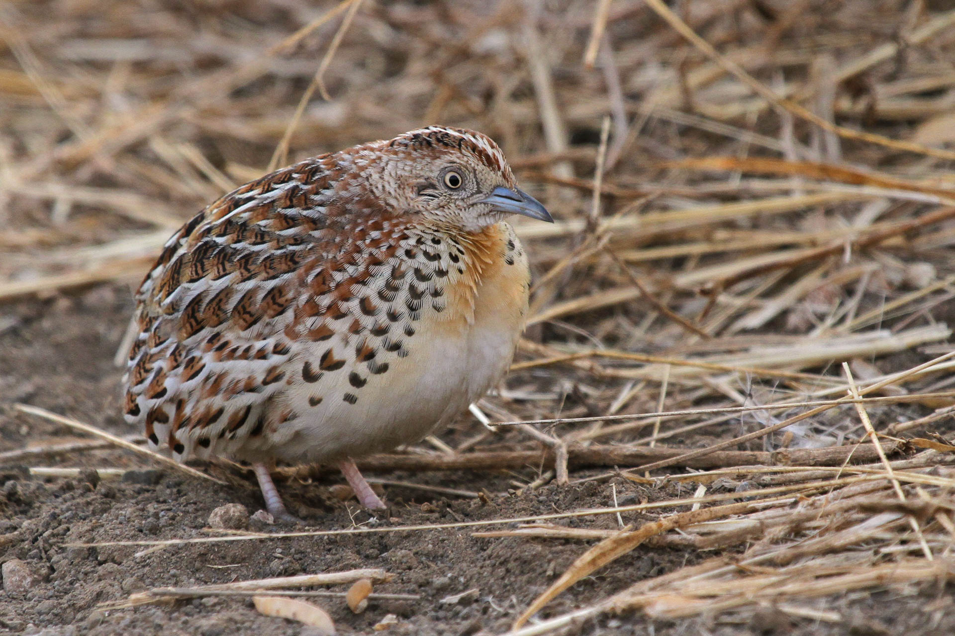 The common buttonquail — not a tortoise