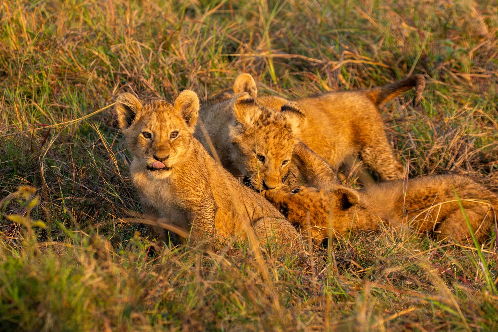 Above: New members of the Owino Pride