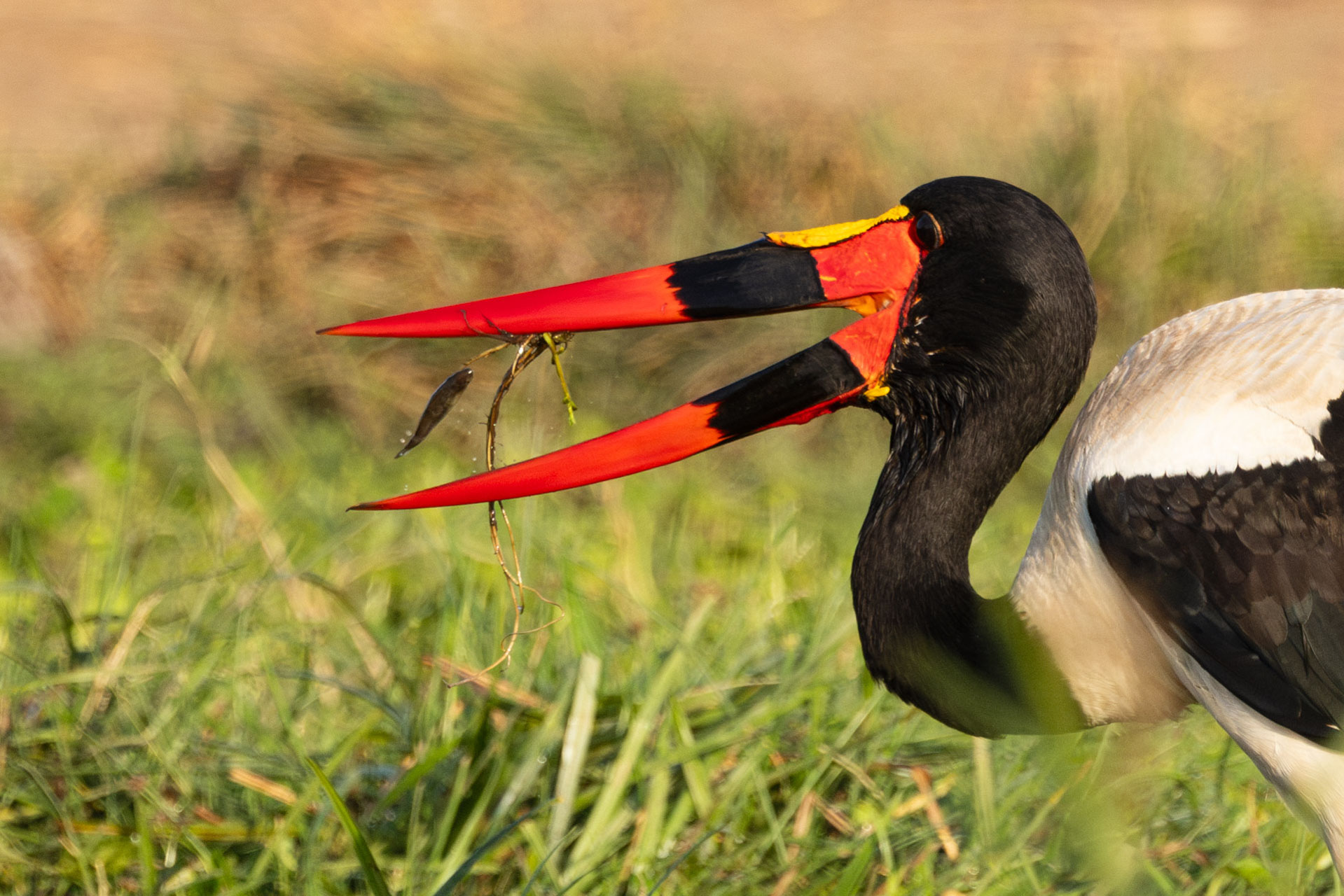 Above: The early bird catches something or other