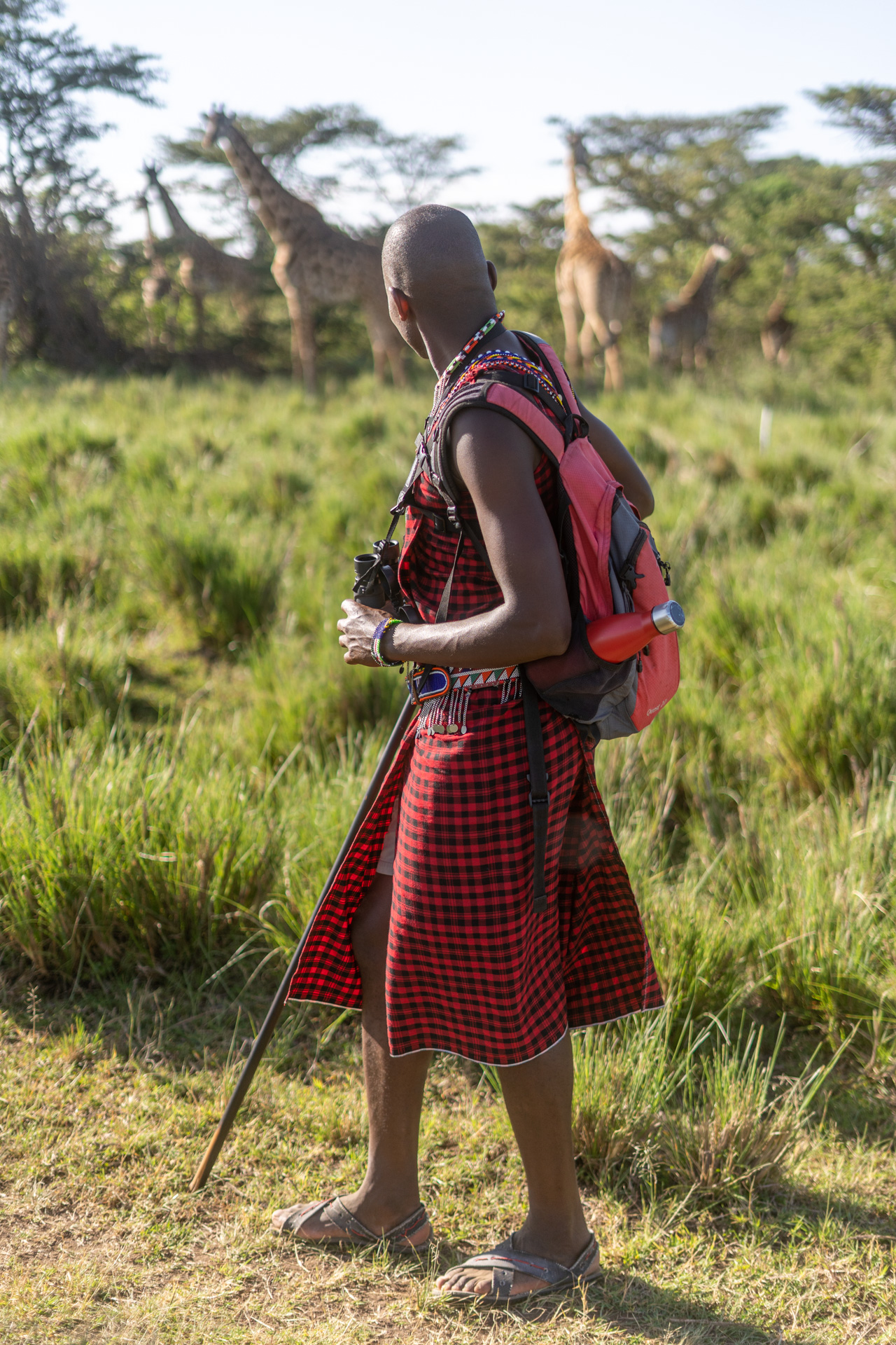 At work, greeting the neighbours on a walking safari