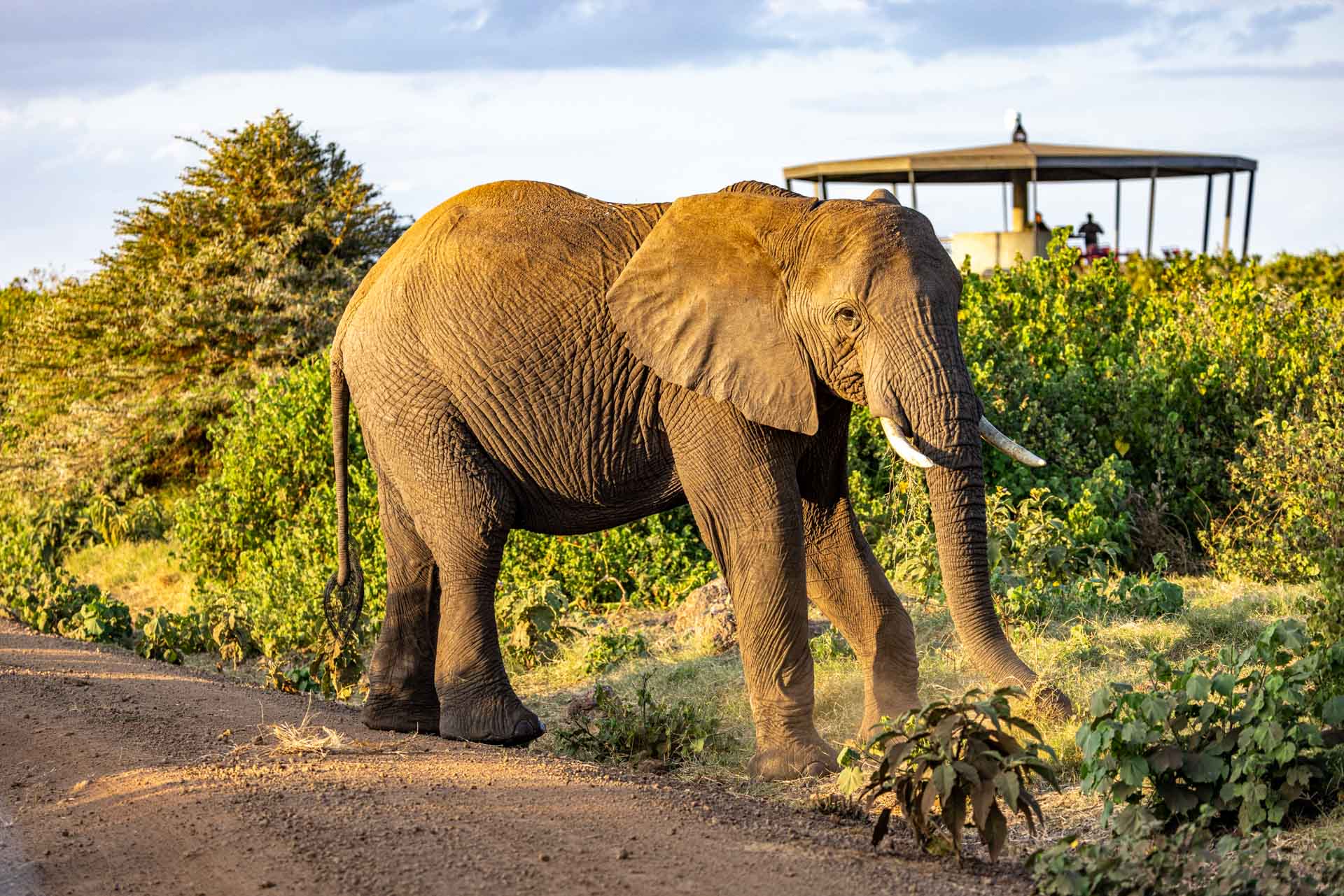 Above: Plenty of ellie visits at the Mnara 