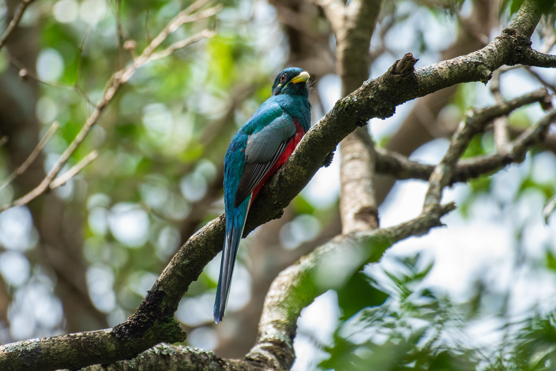 Named after ornithologist François Levaillant’s mistress, Narina