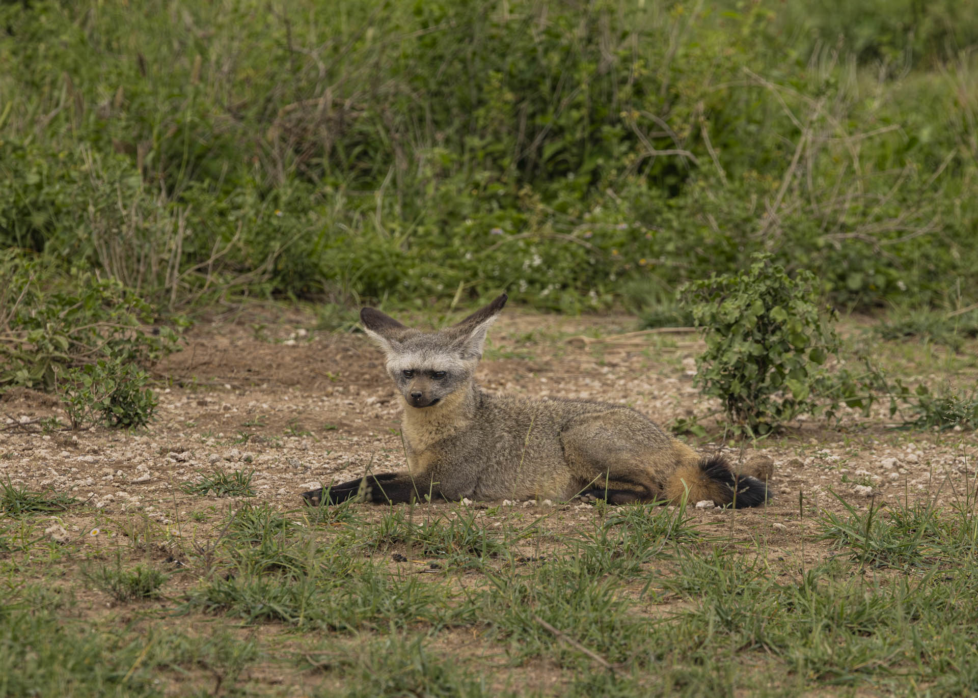 F14, 1/800, ISO500 | Arnold Omondi 