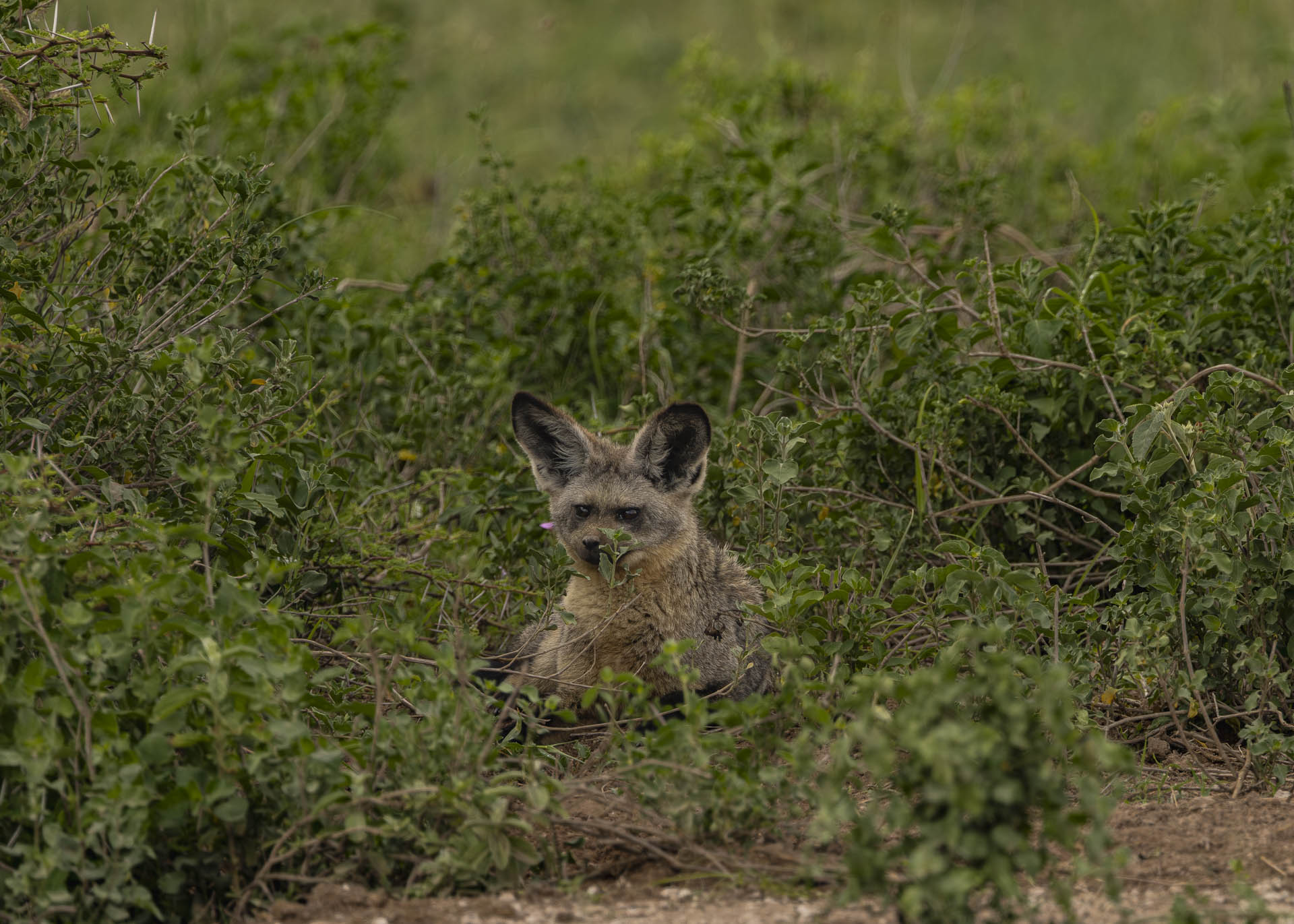 F7.1, 1/1000, ISO250 | Arnold Omondi 