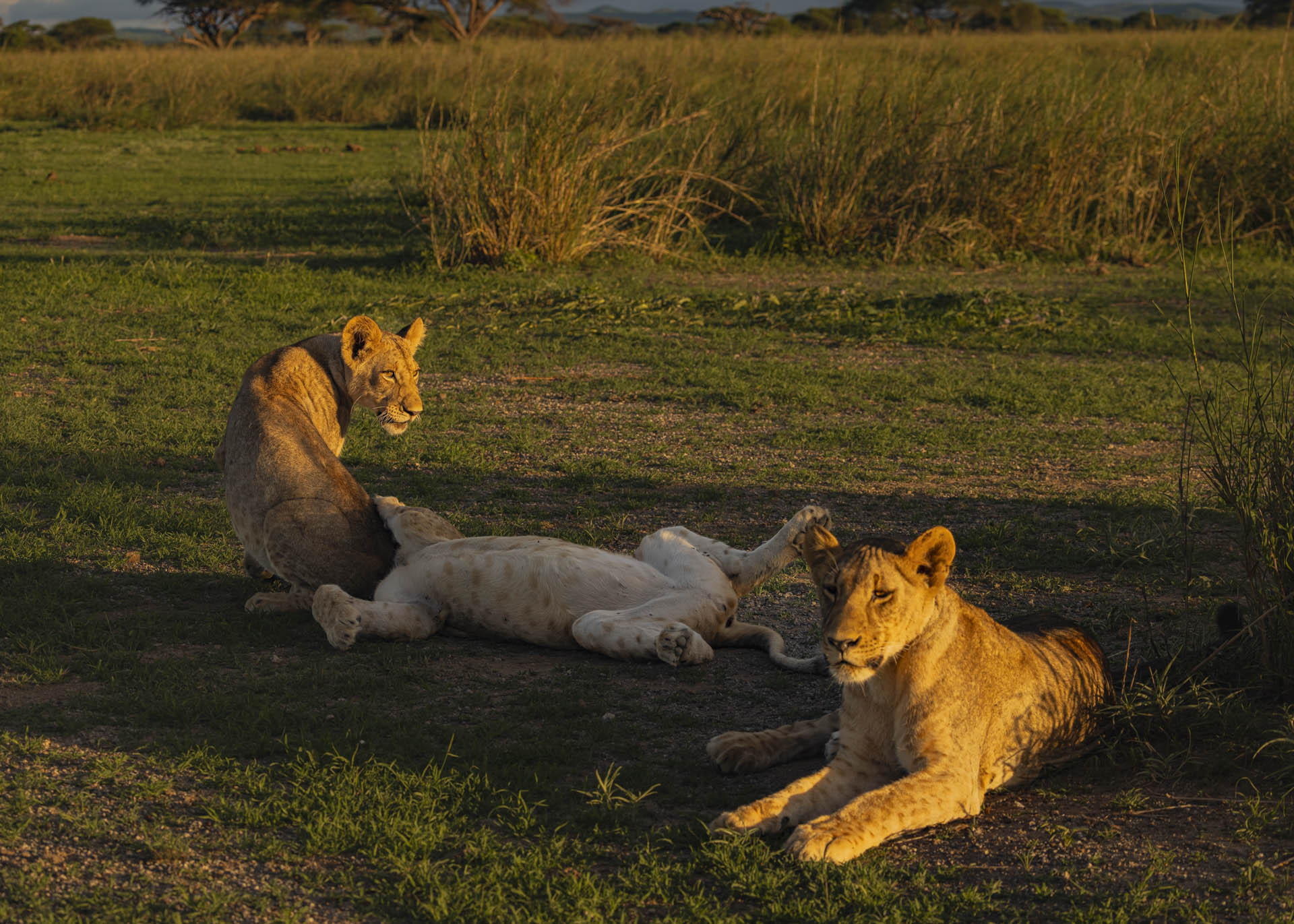 F7.1, 1/1000, ISO500 | Arnold Omondi 