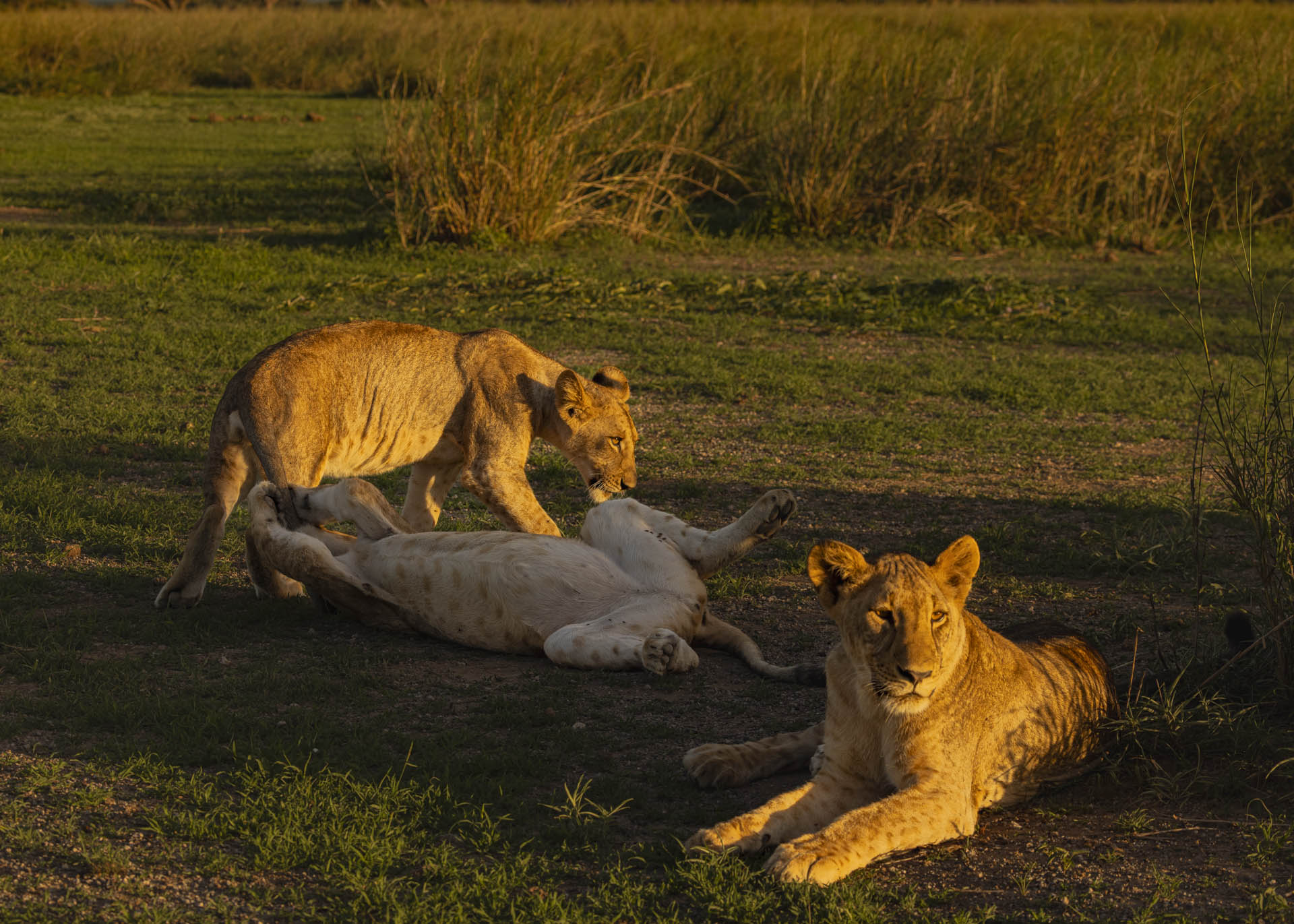 F7.1, 1/1000, ISO500 | Arnold Omondi 