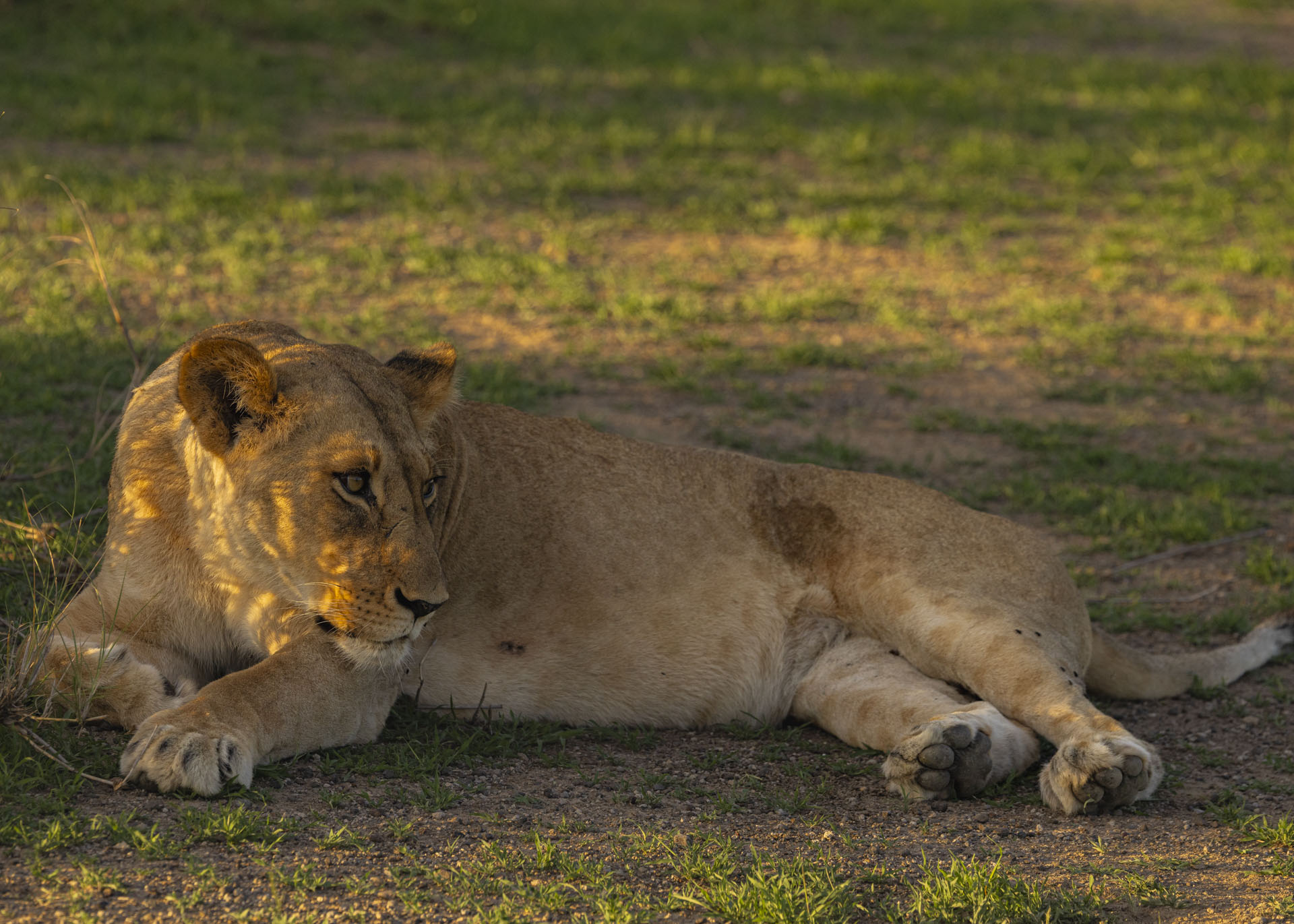 F7.1, 1/1000, ISO640 | Arnold Omondi 