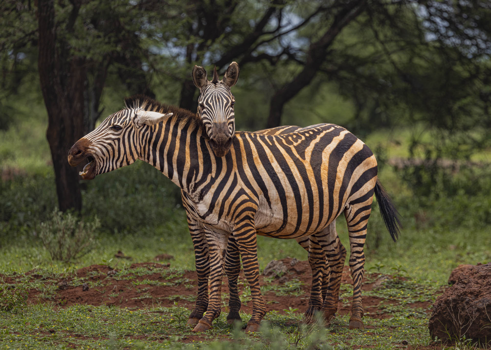 F7.1, 1/1000, ISO320 | Arnold Omondi 