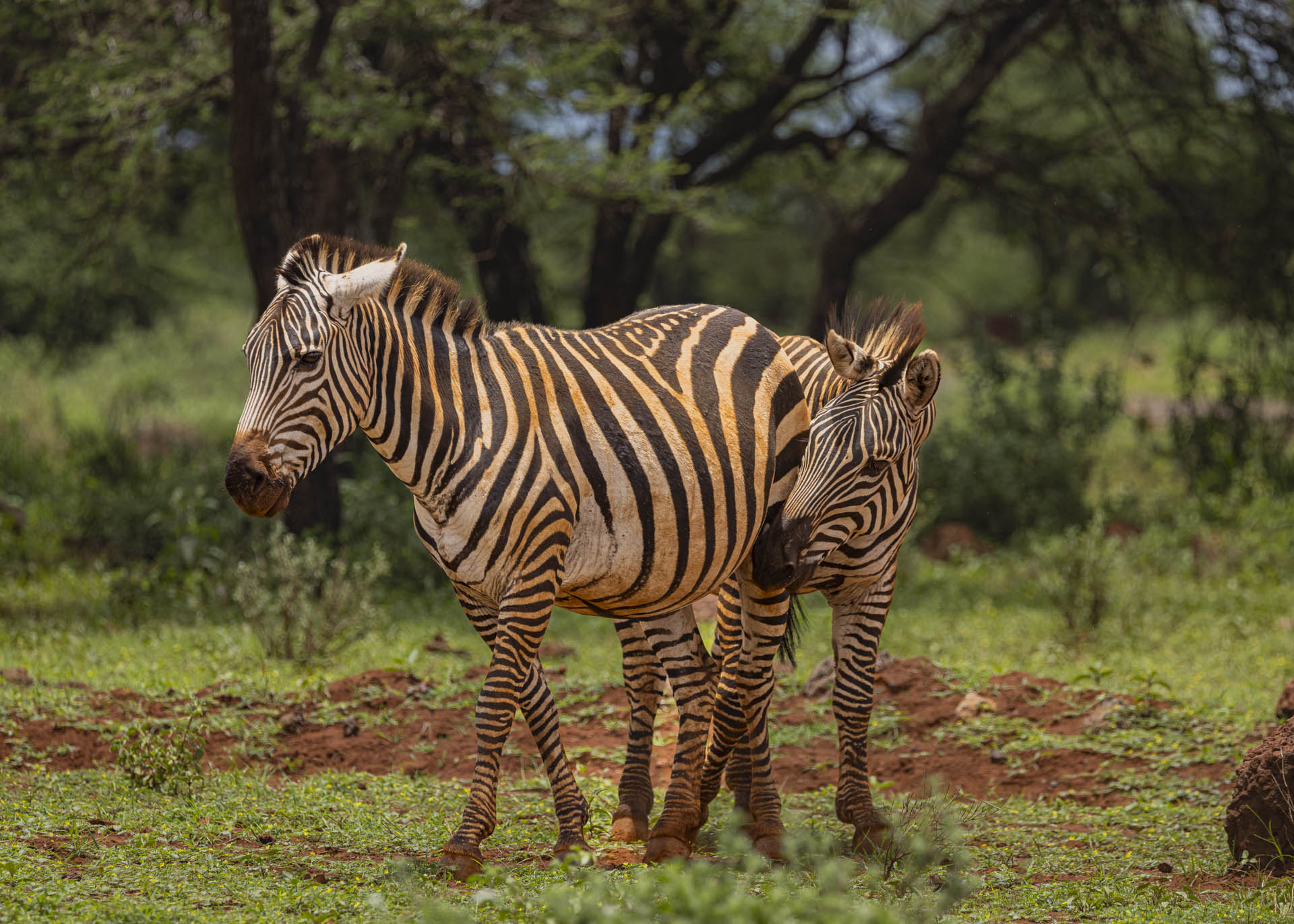 F7.1, 1/1000, ISO320 | Arnold Omondi 