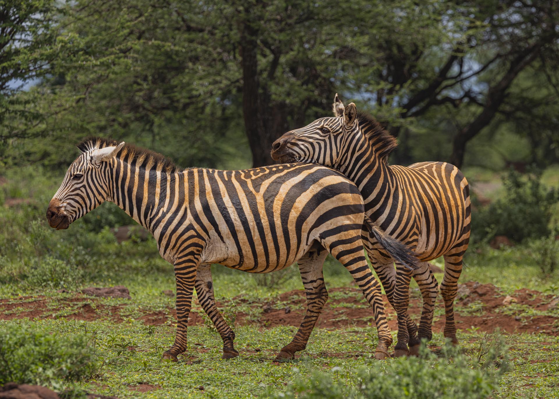 F7.1, 1/1000, ISO320 | Arnold Omondi 