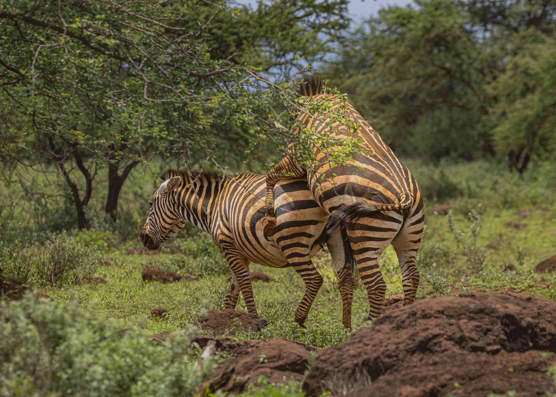 F7.1, 1/1000, ISO320 | Arnold Omondi 