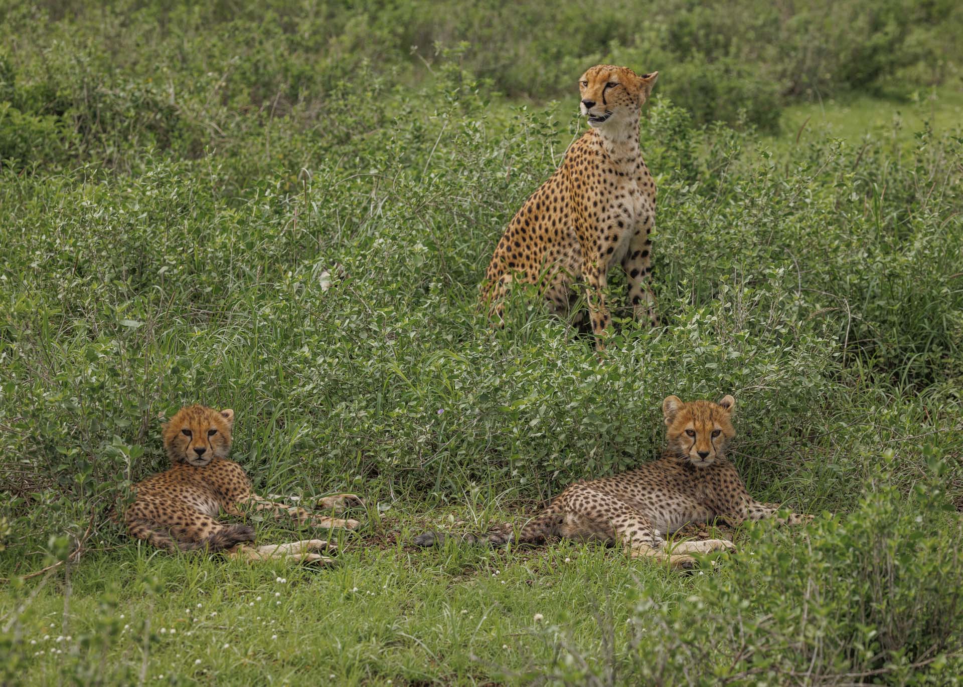 F8.0, 1/2500, ISO500 | Marvin Mwarangu 