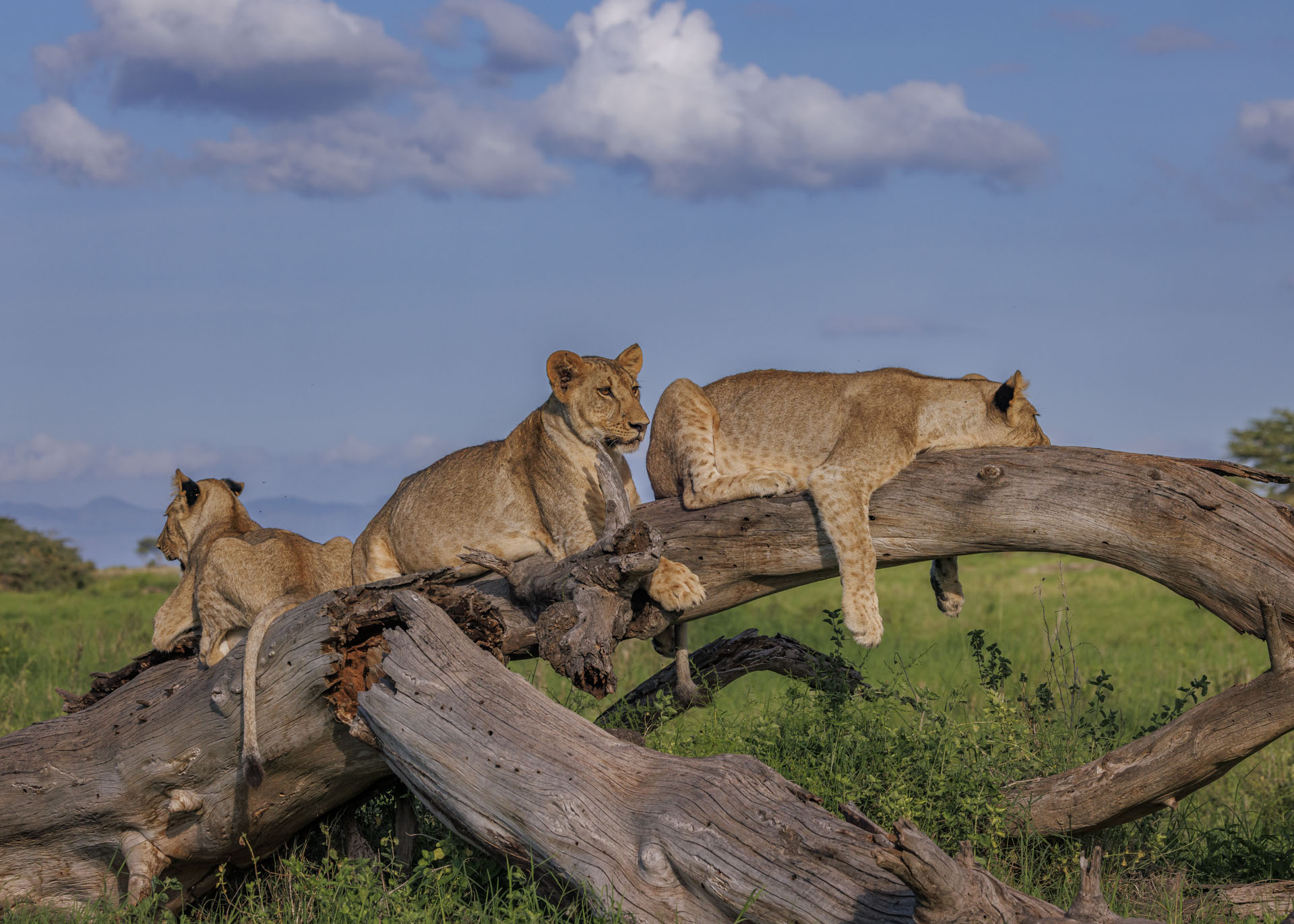 F8.0, 1/3200, ISO500 | Marvin Mwarangu 