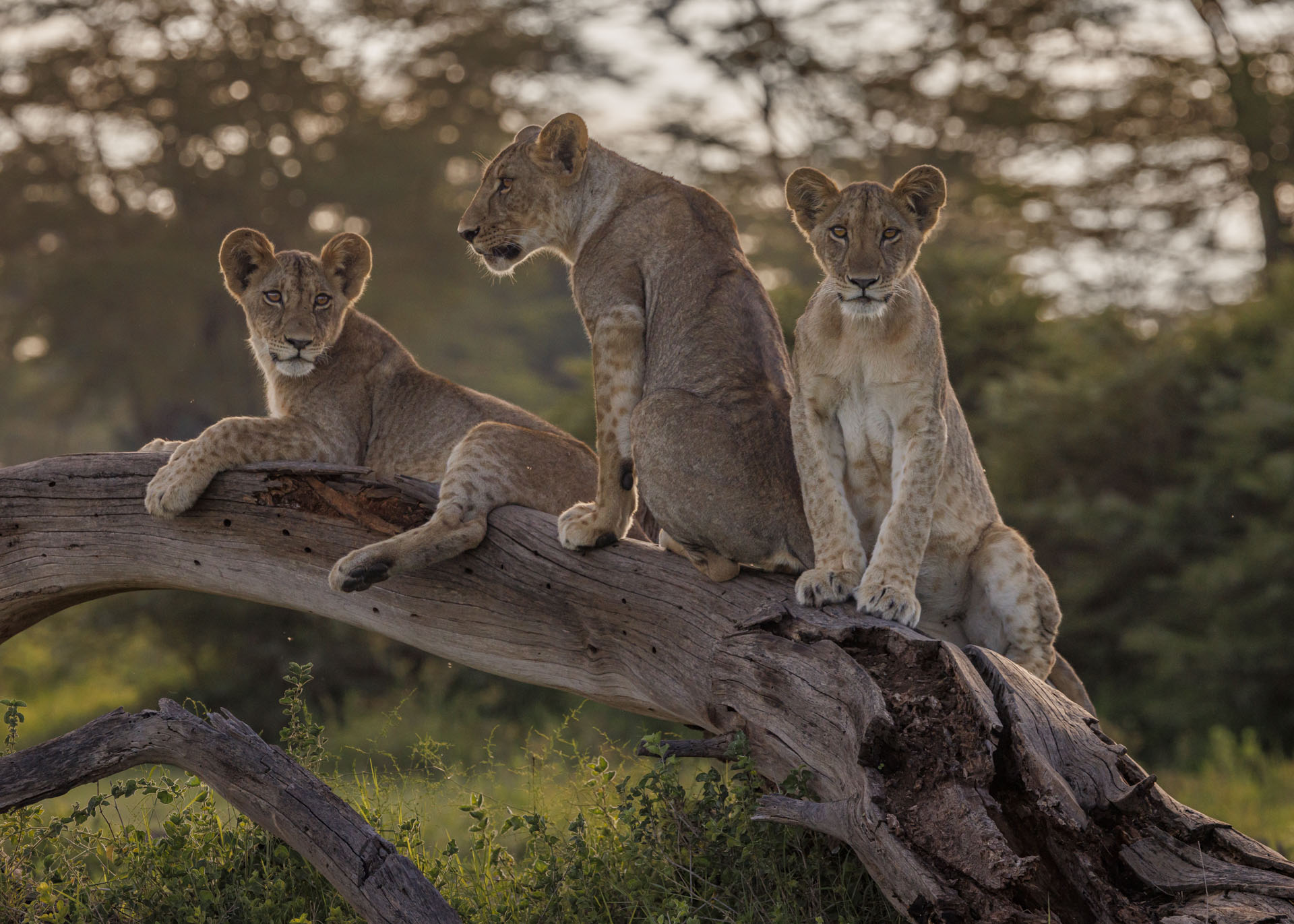 F9.0, 1/1600, ISO500 | Marvin Mwarangu 