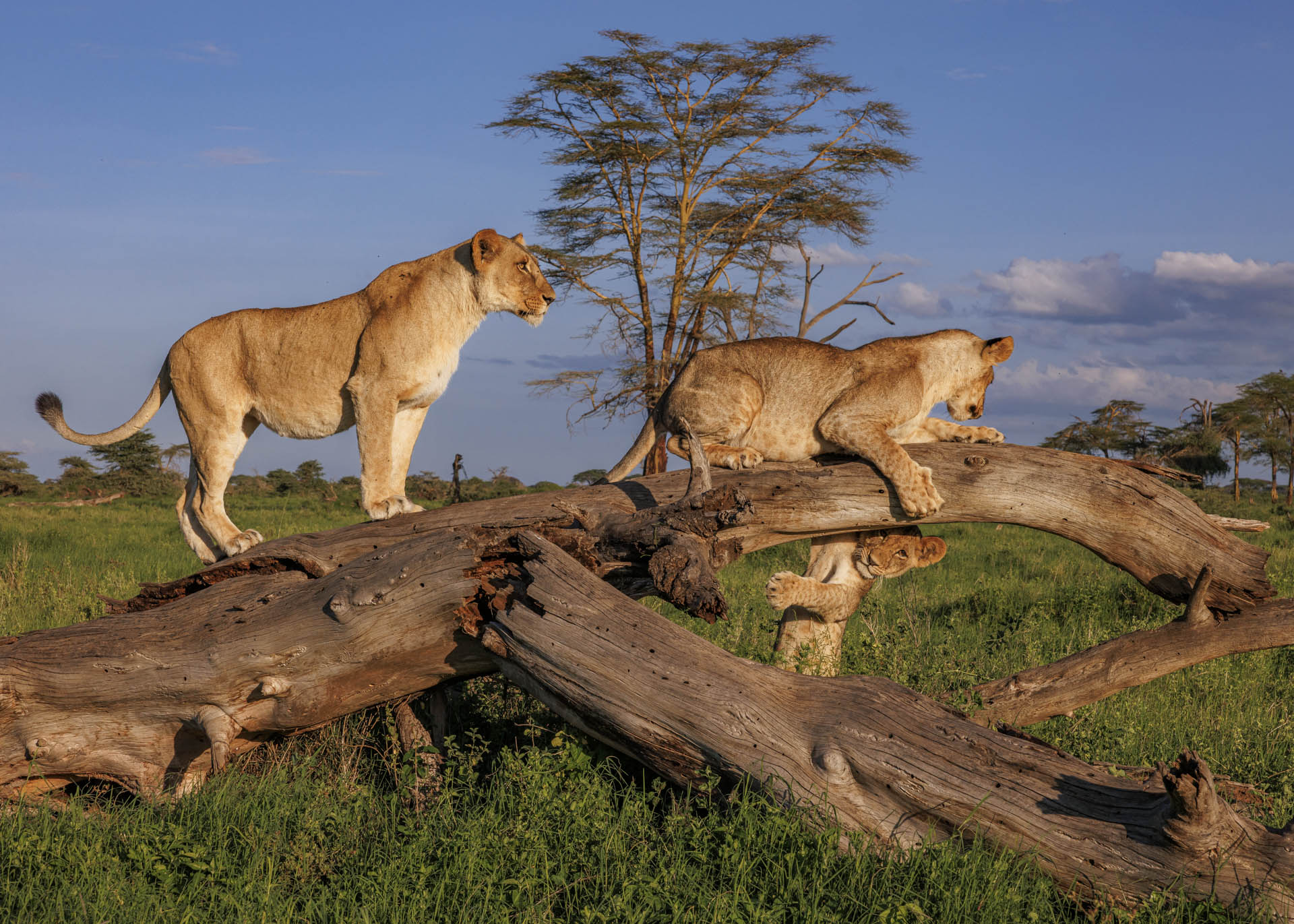 F10.0, 1/2000, ISO640 | Marvin Mwarangu 