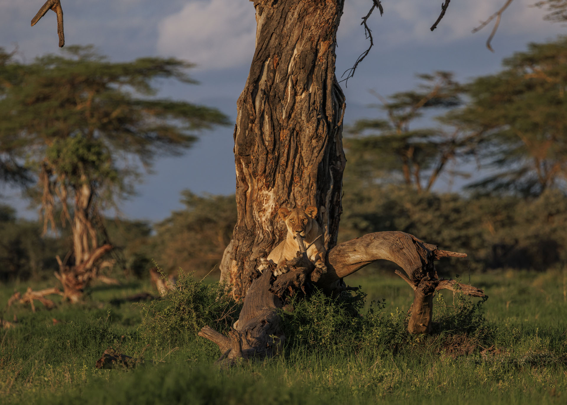 F7.1, 1/2000, ISO640 | Marvin Mwarangu 