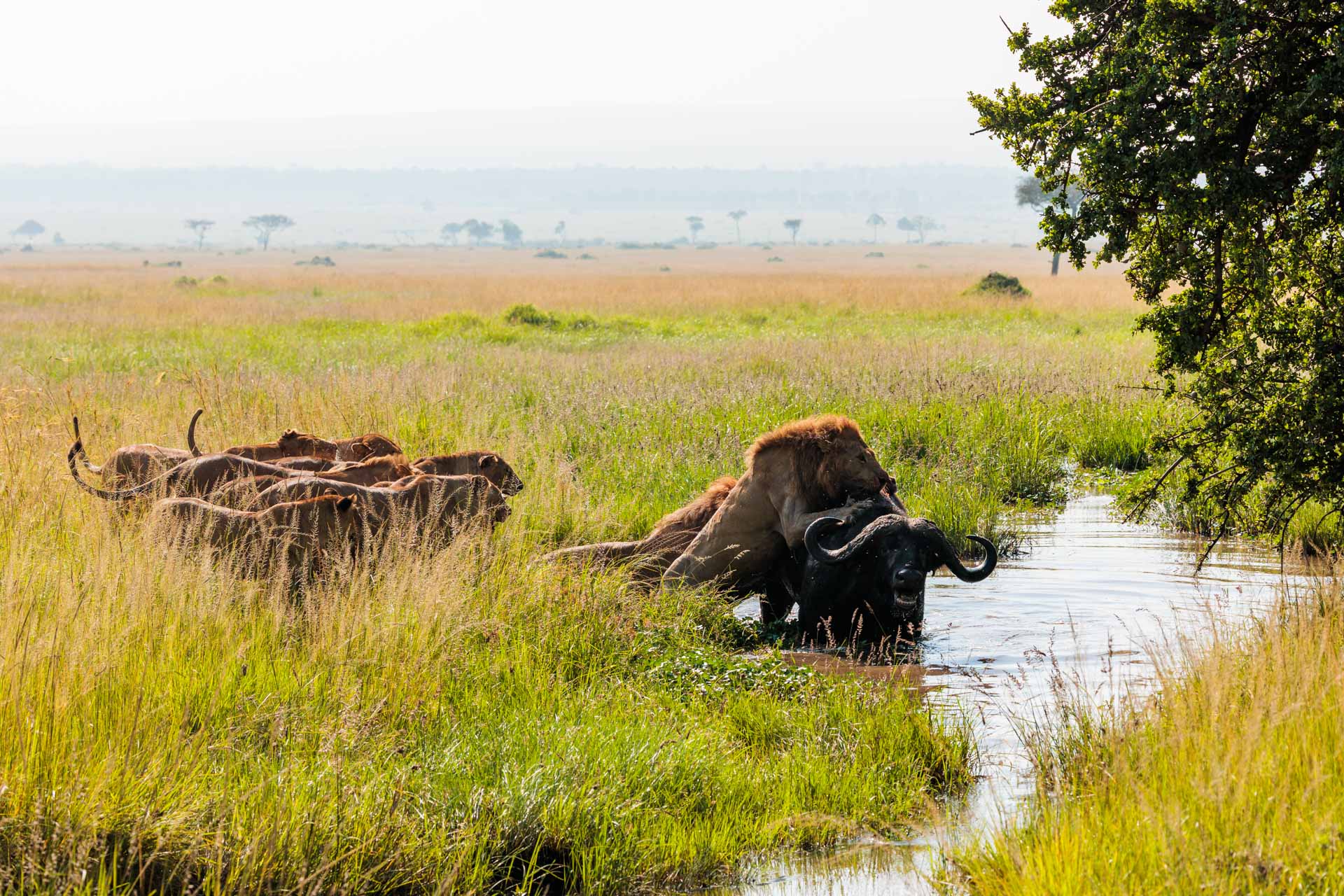 Above: 1 Strong Willed Buffalo vs. 14 Lions