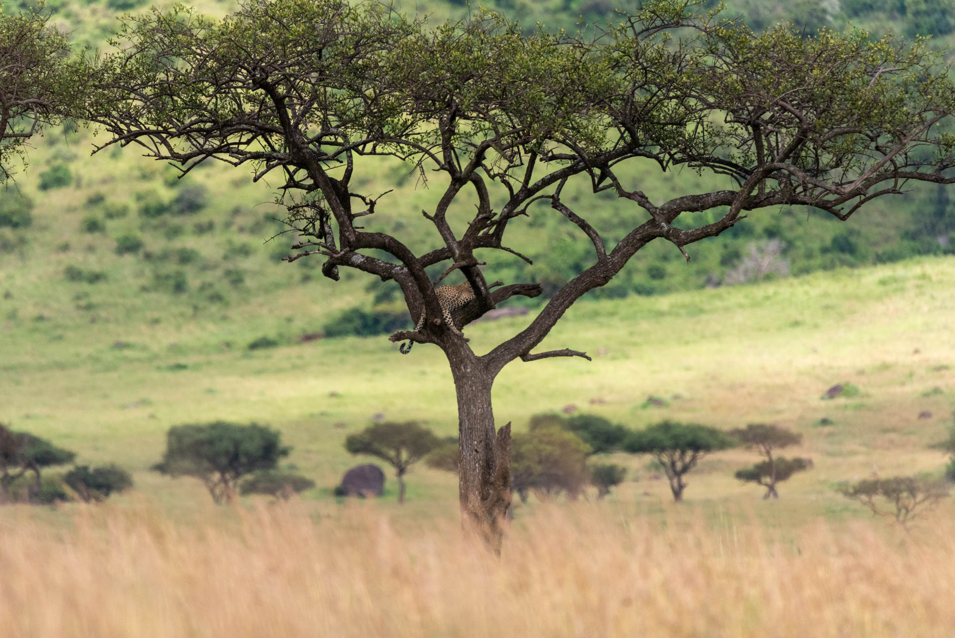 F 6.3, 1/2500, ISO 1100 | Guide Wilson Naitoi