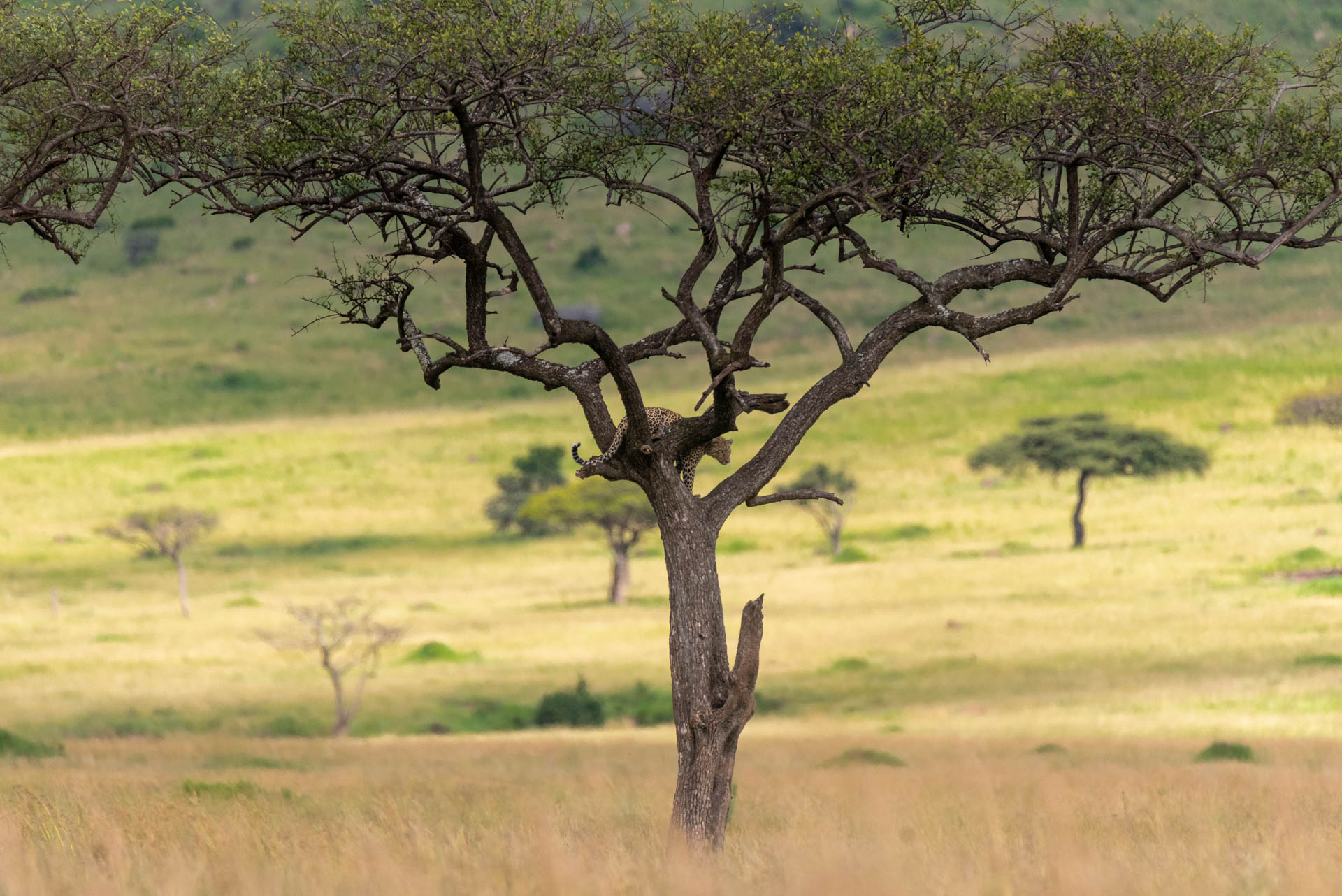 F 6.3, 1/2500, ISO 1100 | Guide Wilson Naitoi
