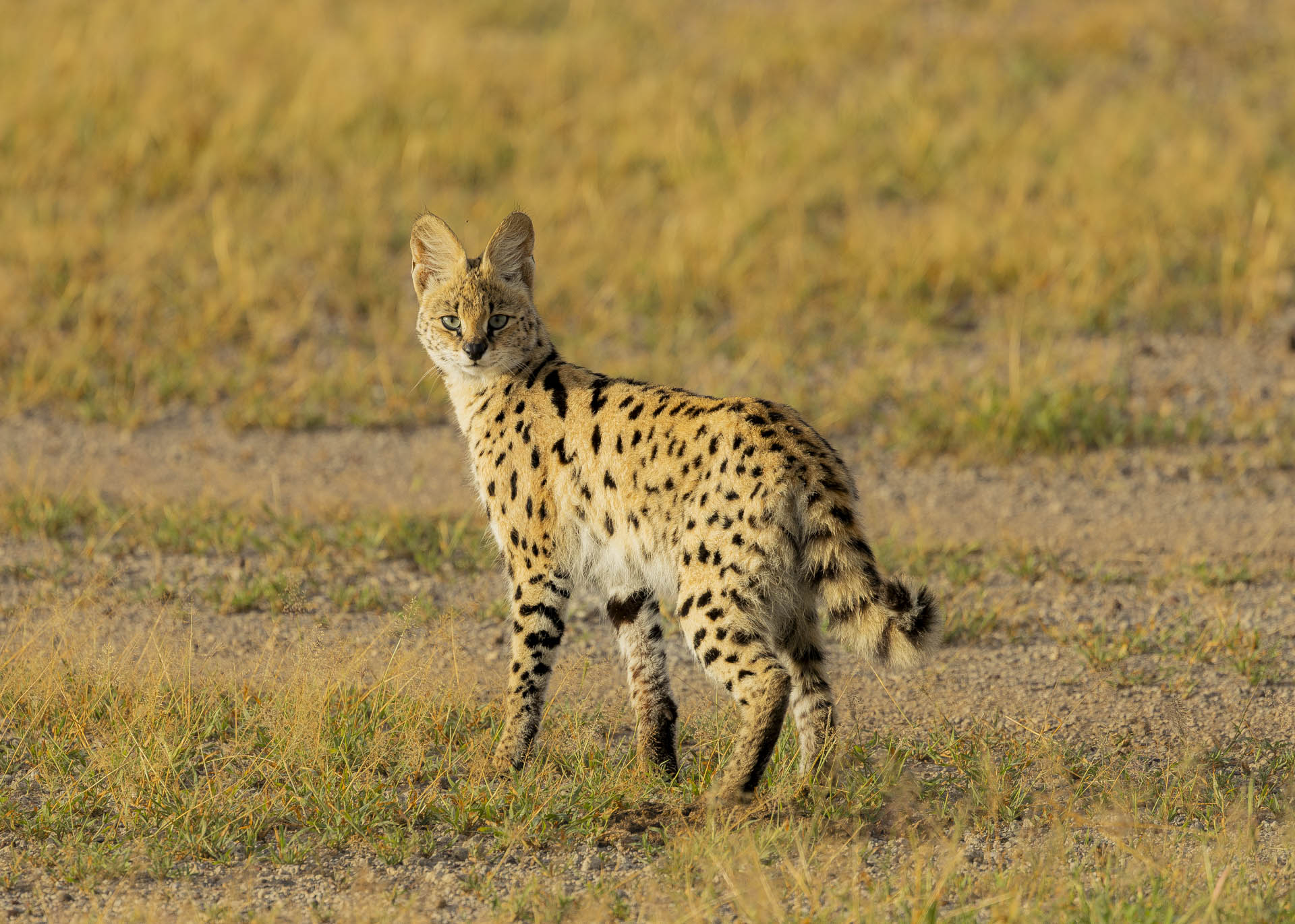 F7.1, 1/640, ISO400 | Arnold Omondi 