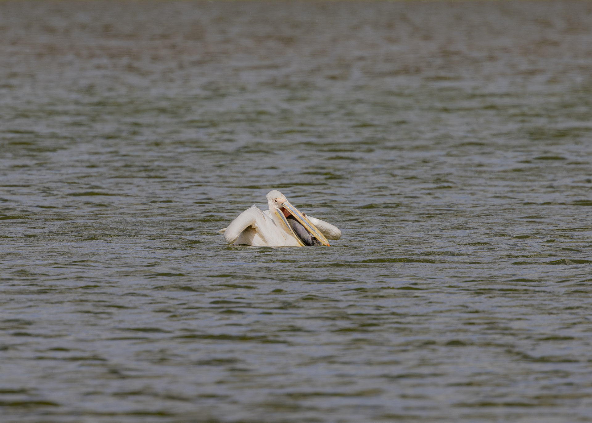 F7.1, 1/1000, ISO160 | Arnold Omondi 
