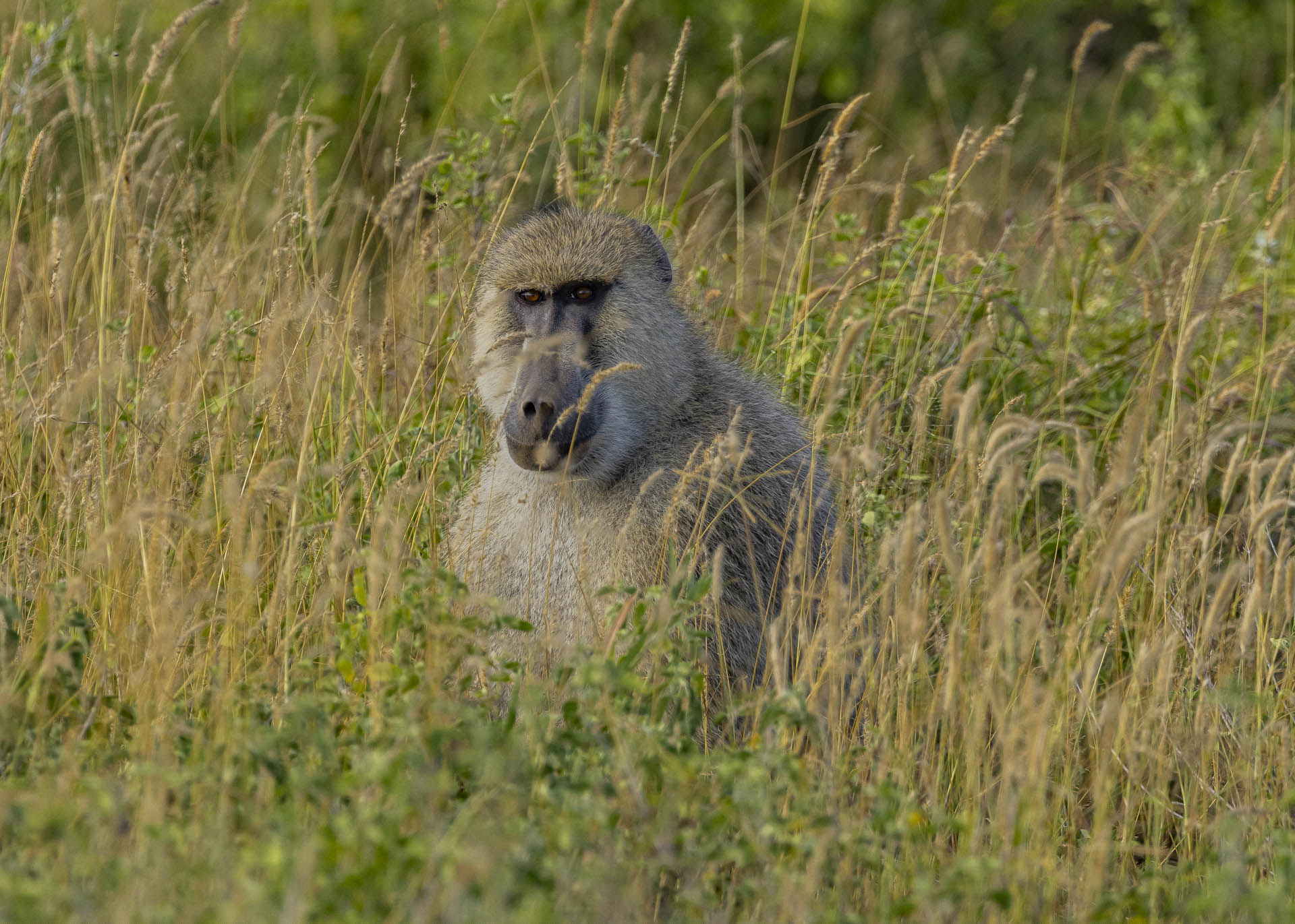 F7.1, 1/1000, ISO640 | Arnold Omondi
