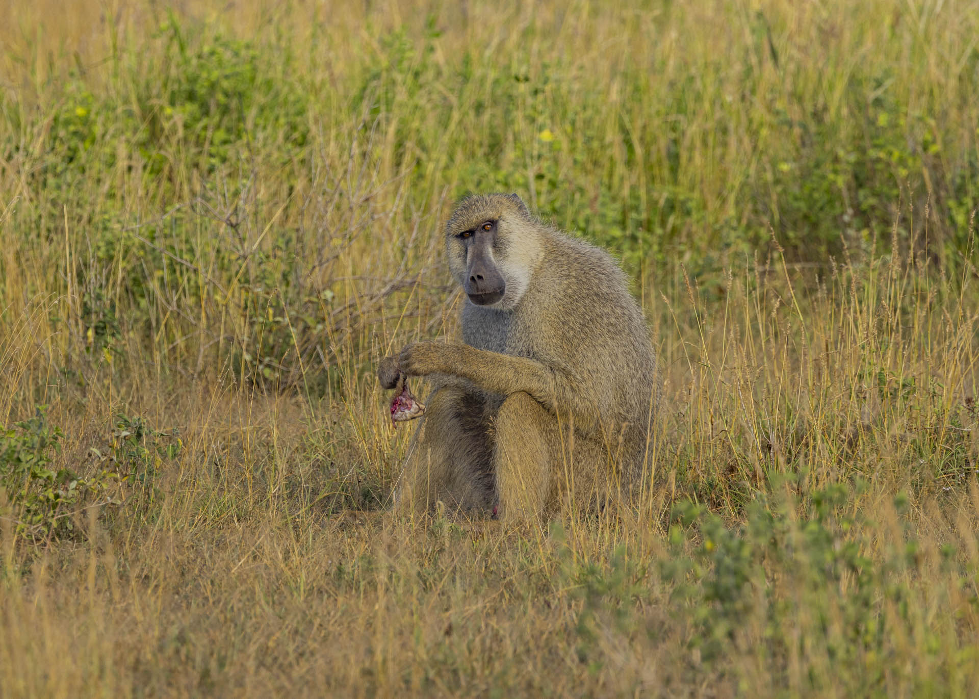F7.1, 1/1000, ISO500 | Arnold Omondi