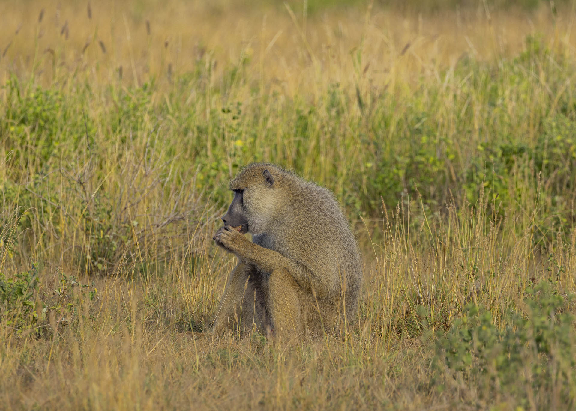 F7.1, 1/1000, ISO500 | Arnold Omondi
