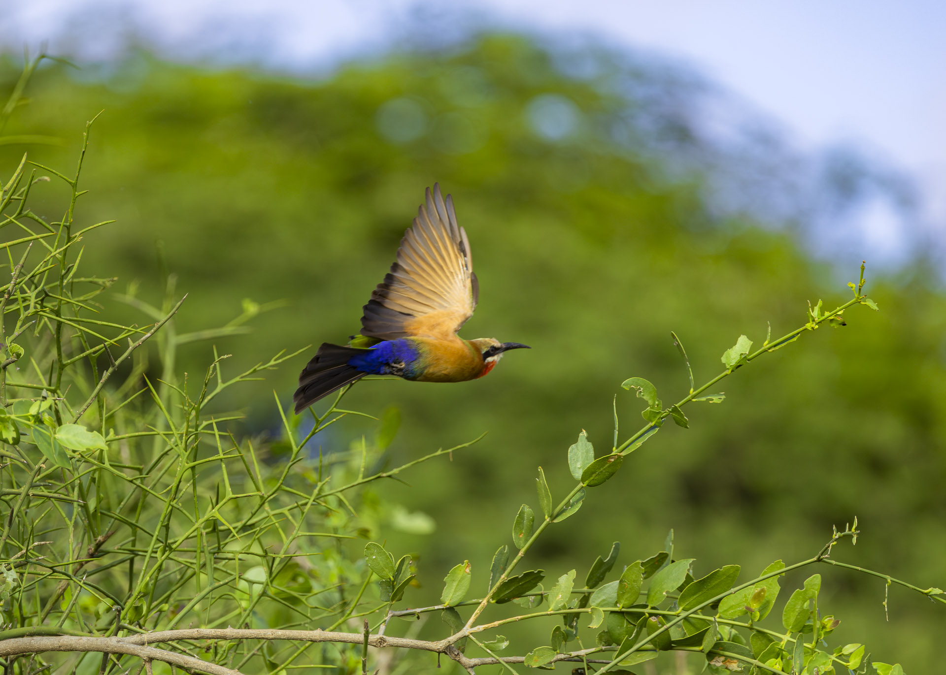F7.1, 1/1000, ISO500 | Arnold Omondi 