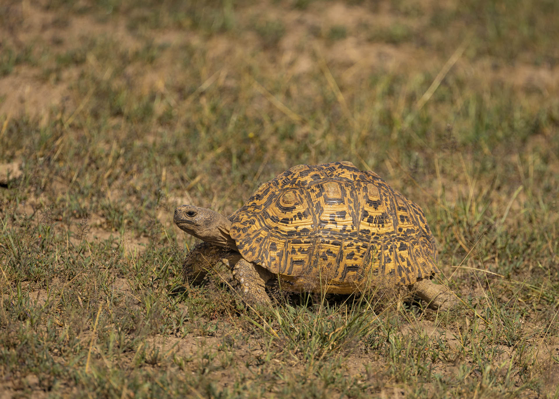 F7.1, 1/1000, ISO200 | Arnold Omondi 