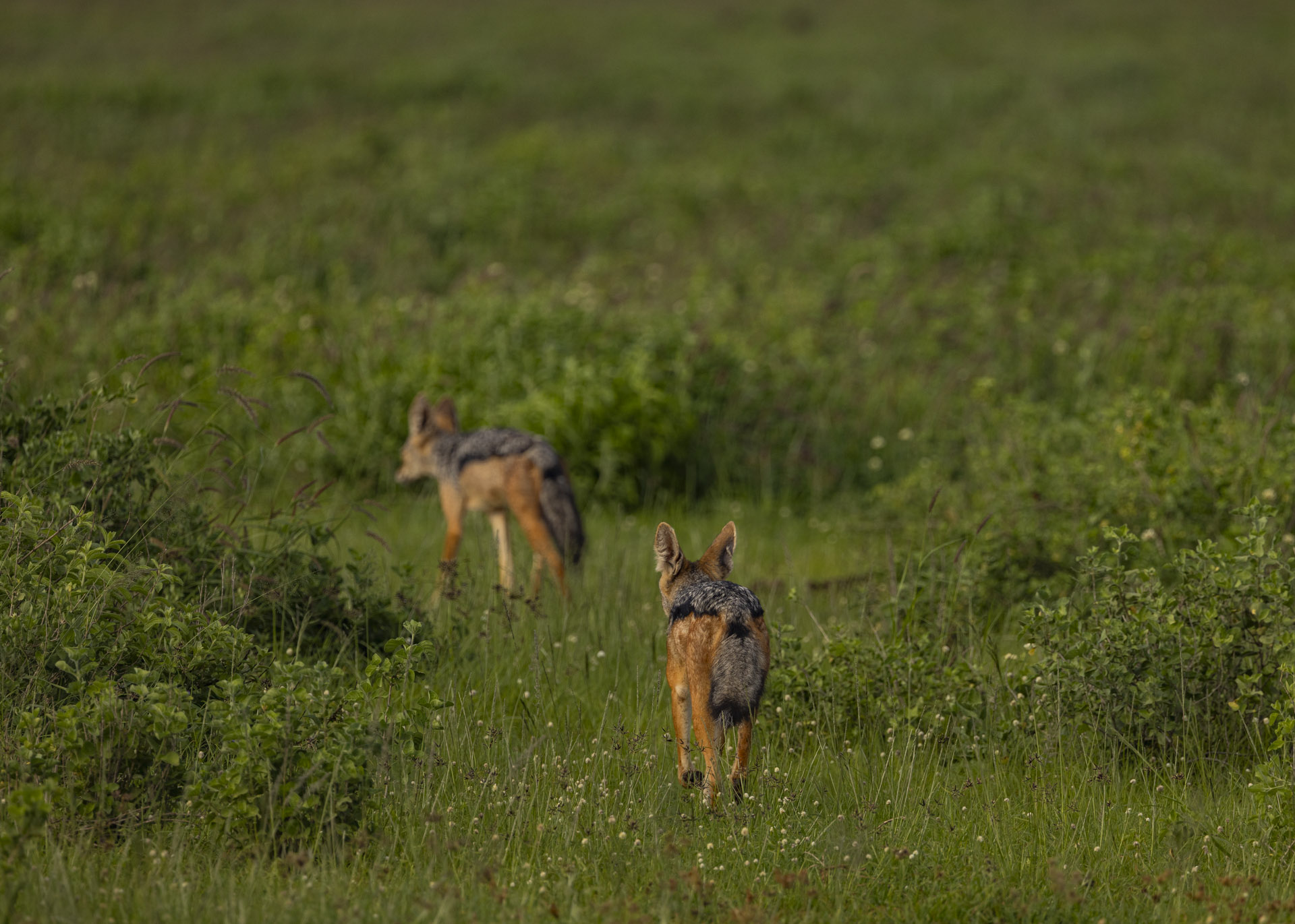 F7.1, 1/1000, ISO160 | Arnold Omondi 