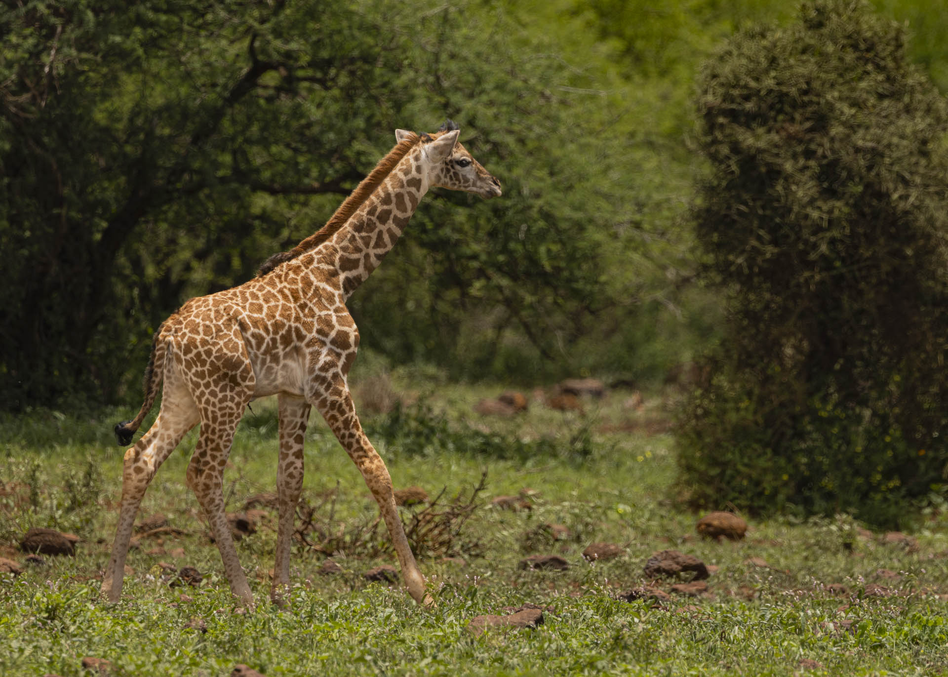 F7.1, 1/1000, ISO320| Arnold Omondi 