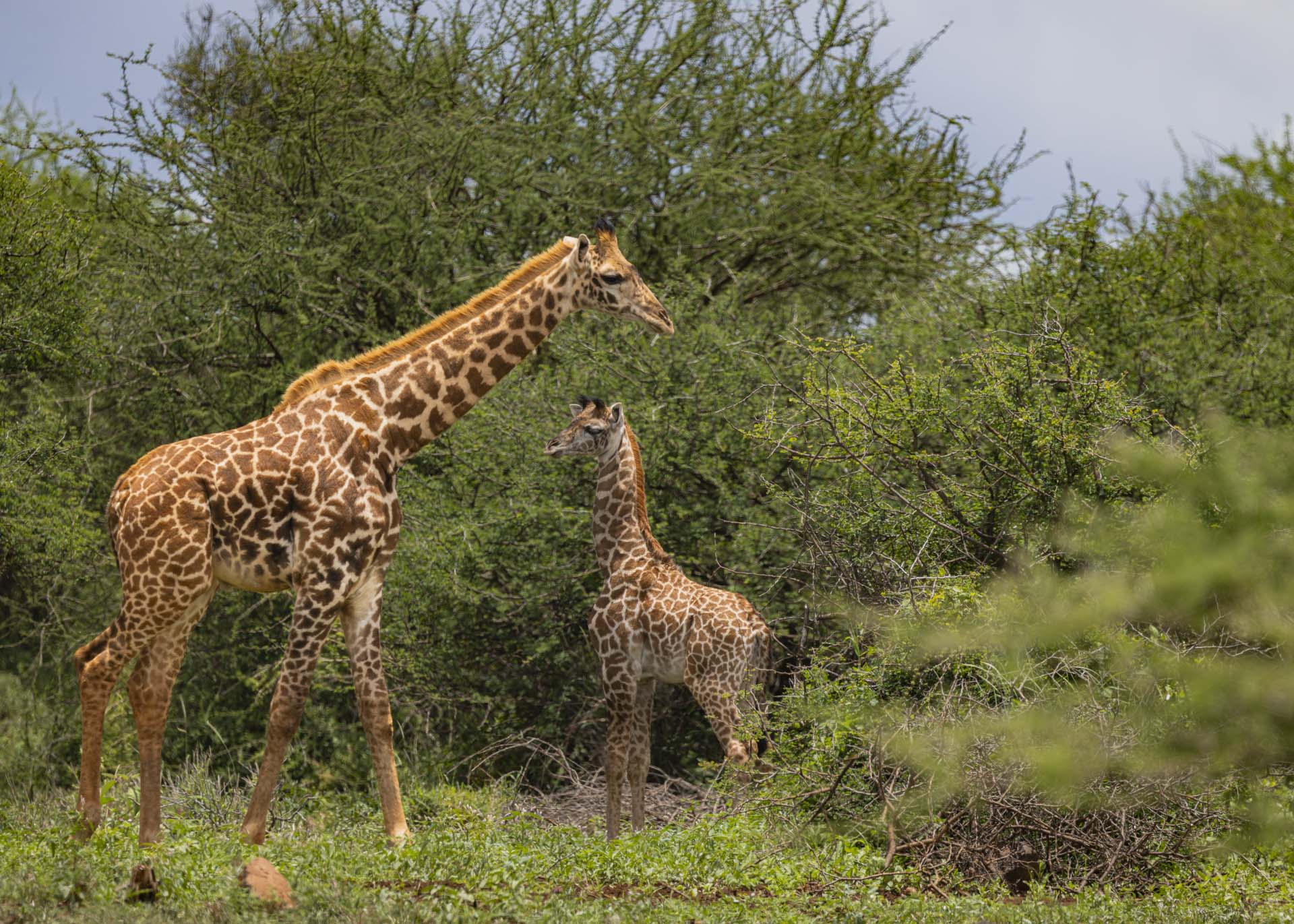 F7.1, 1/1000, ISO320| Arnold Omondi 