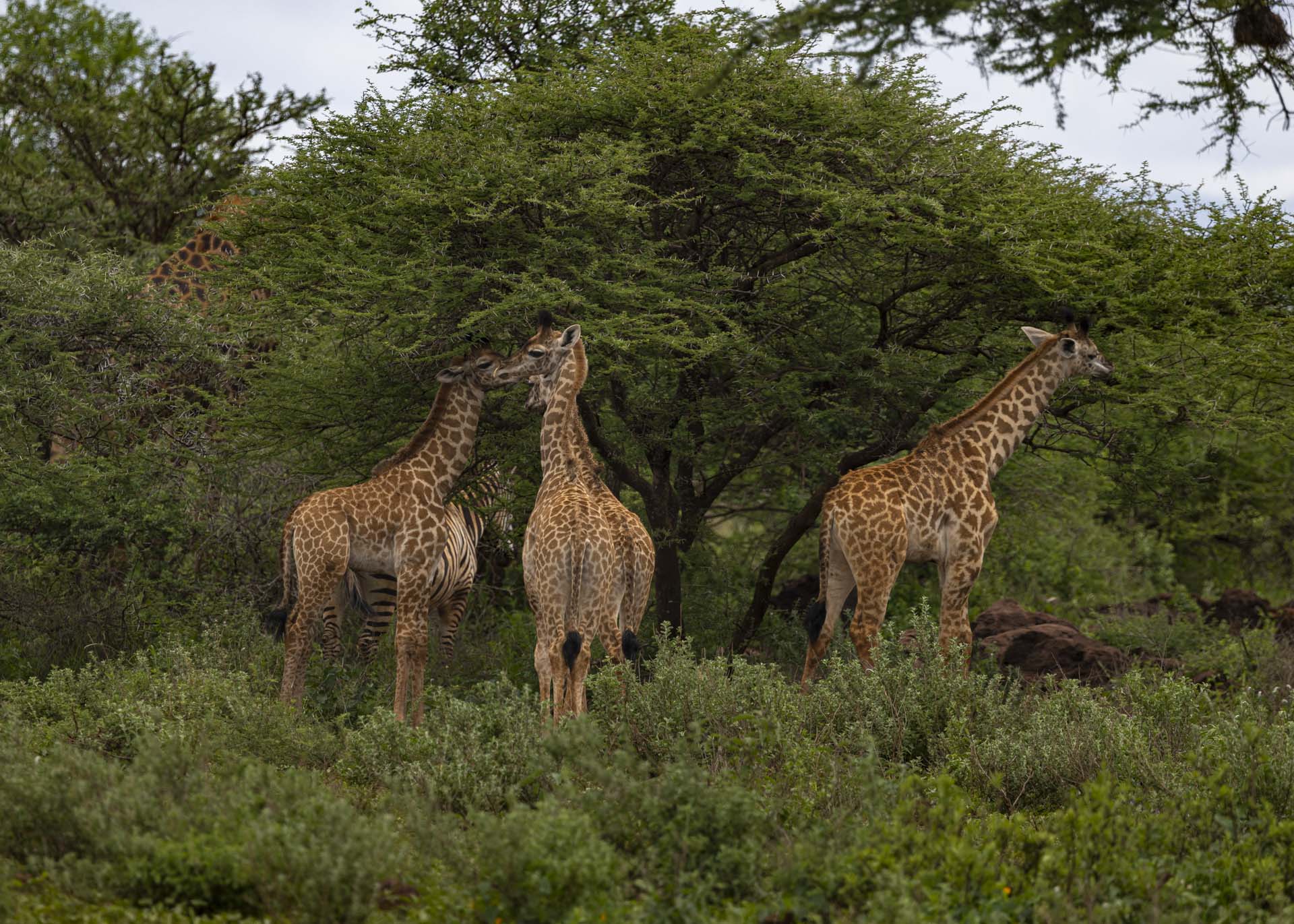 F7.1, 1/1000, ISO320| Arnold Omondi 