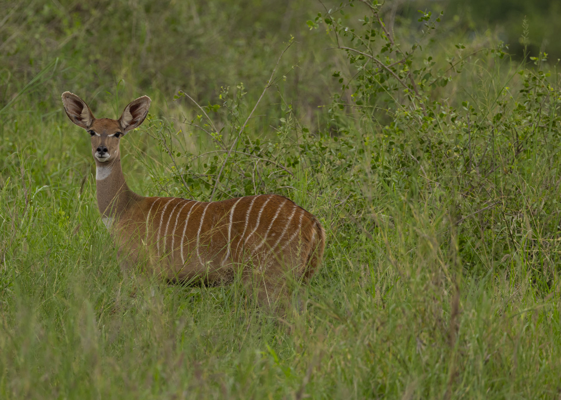 F7.1, 1/1000, ISO400 | Arnold Omondi 