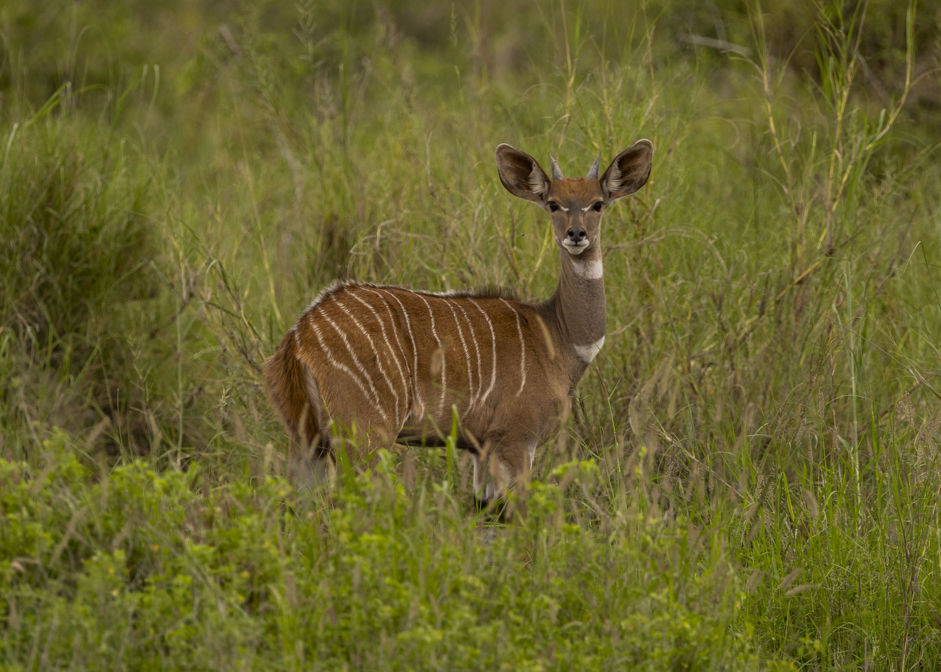 F7.1, 1/1000, ISO400 | Arnold Omondi 