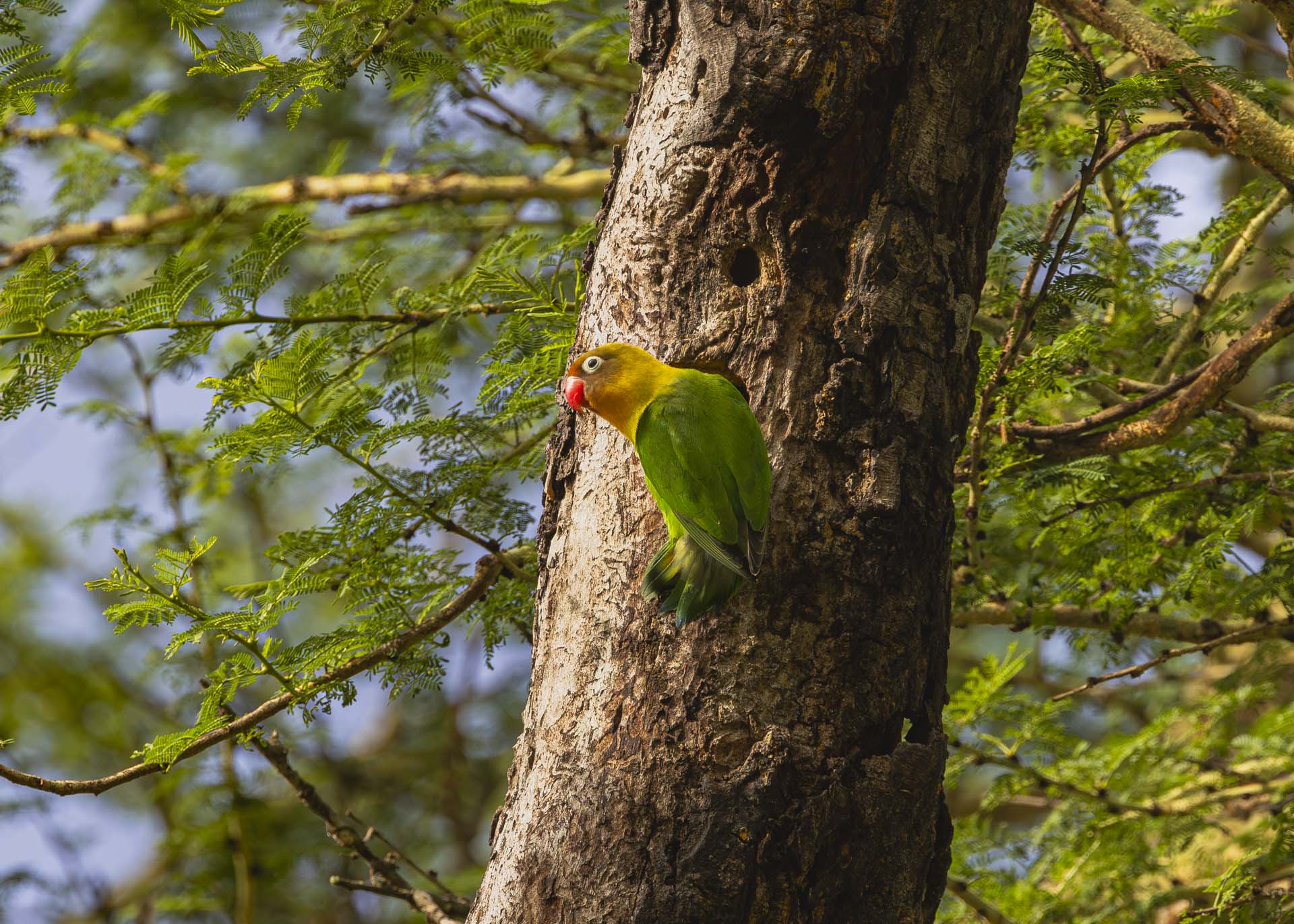 F7.1, 1/1000, ISO640 | Arnold Omondi 