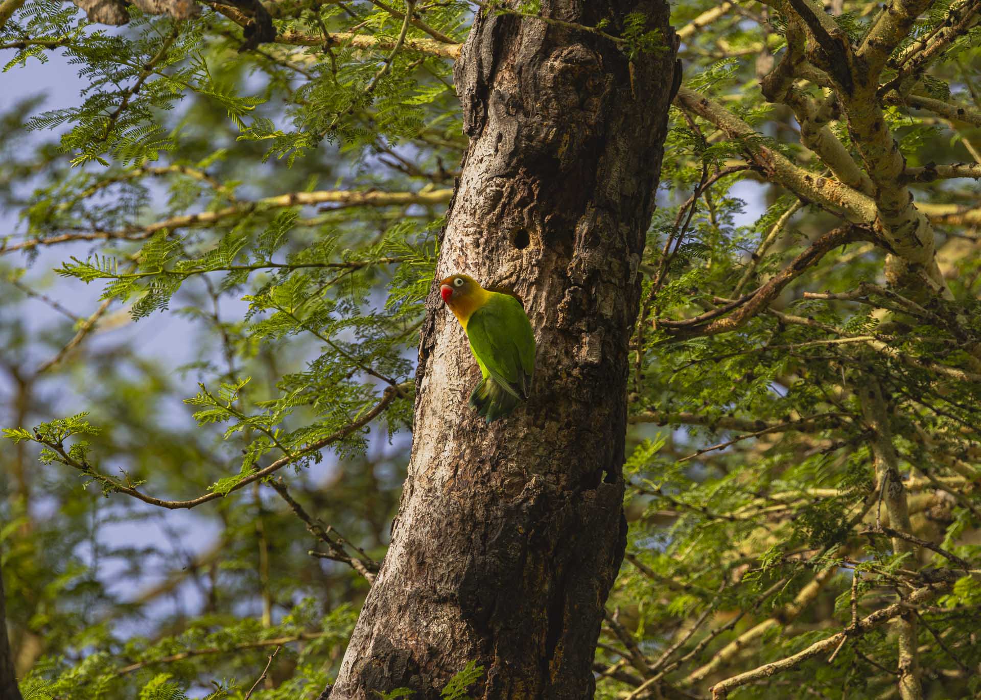 F7.1, 1/1000, ISO640 | Arnold Omondi 