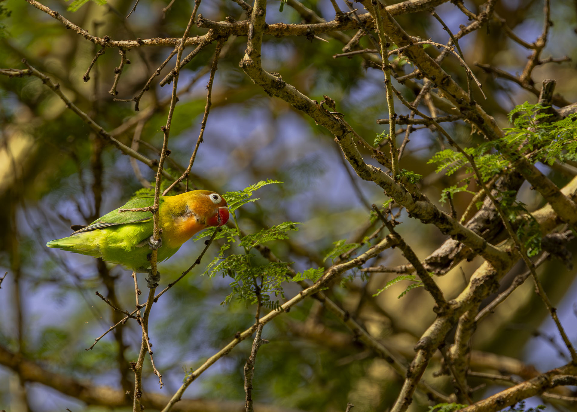 F7.1, 1/1000, ISO500 | Arnold Omondi 