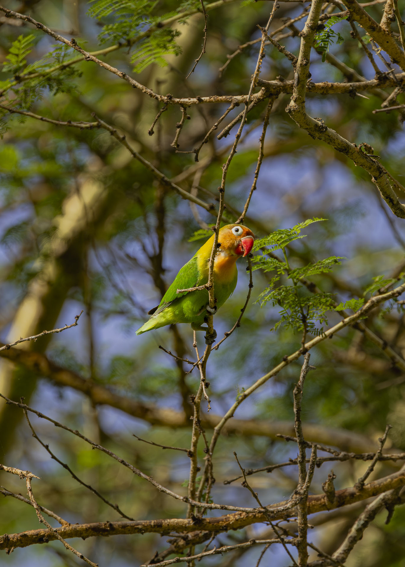 F7.1, 1/1000, ISO500 | Arnold Omondi 