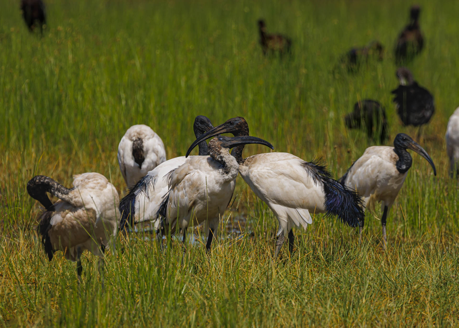 F9.0, 1/1000, ISO200 | Arnold Omondi 
