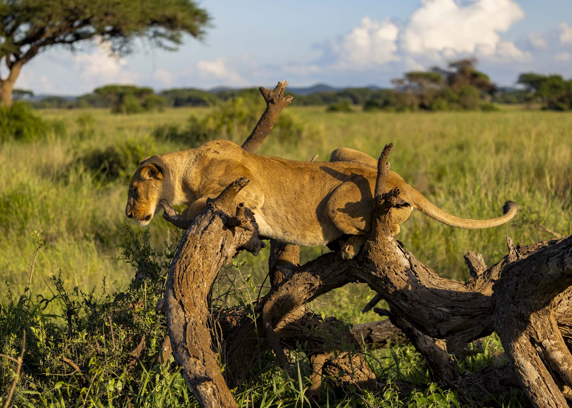 F4.5, 1/1000, ISO160 | Arnold Omondi 
