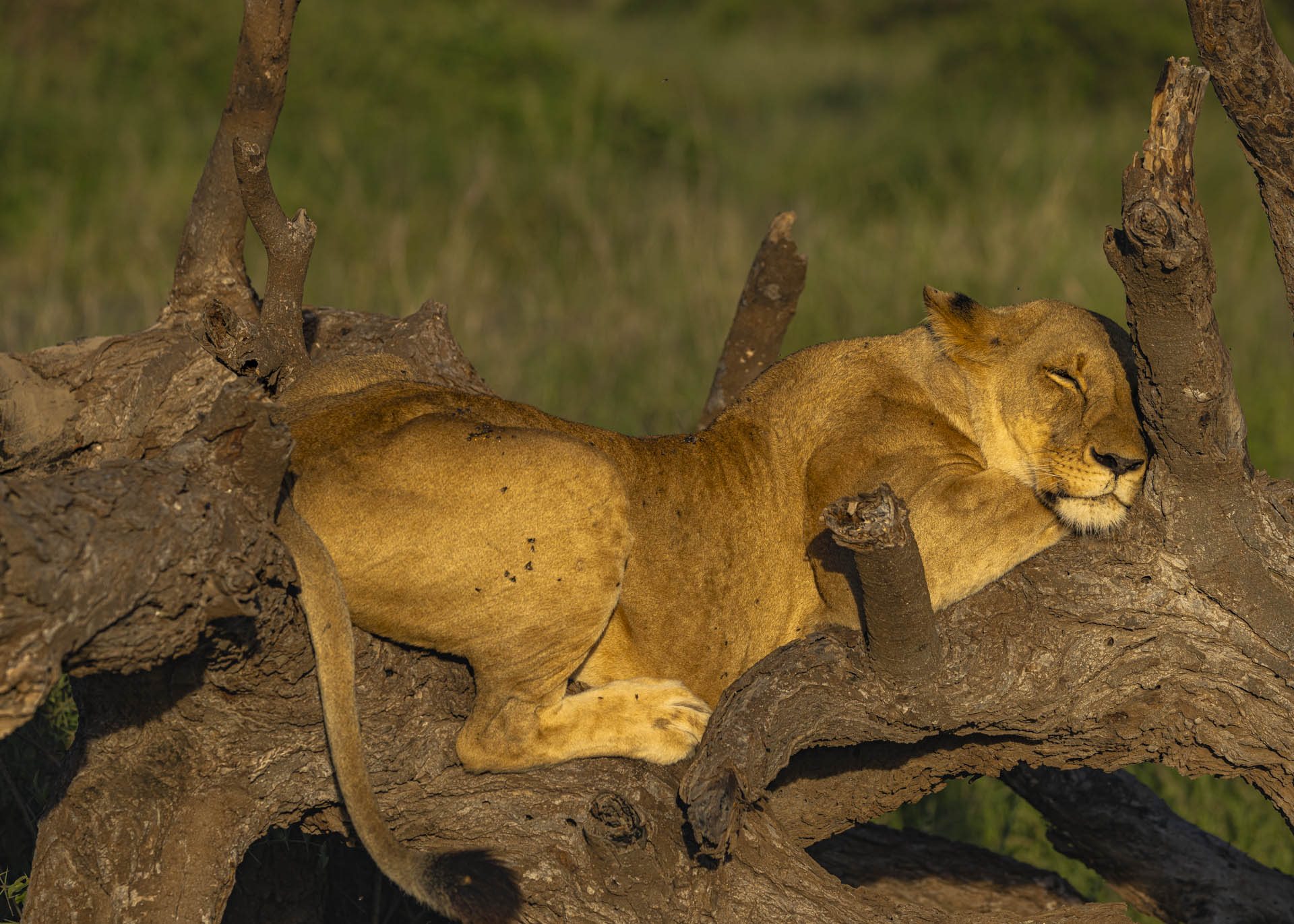 F7.1, 1/1000, ISO200 | Arnold Omondi 