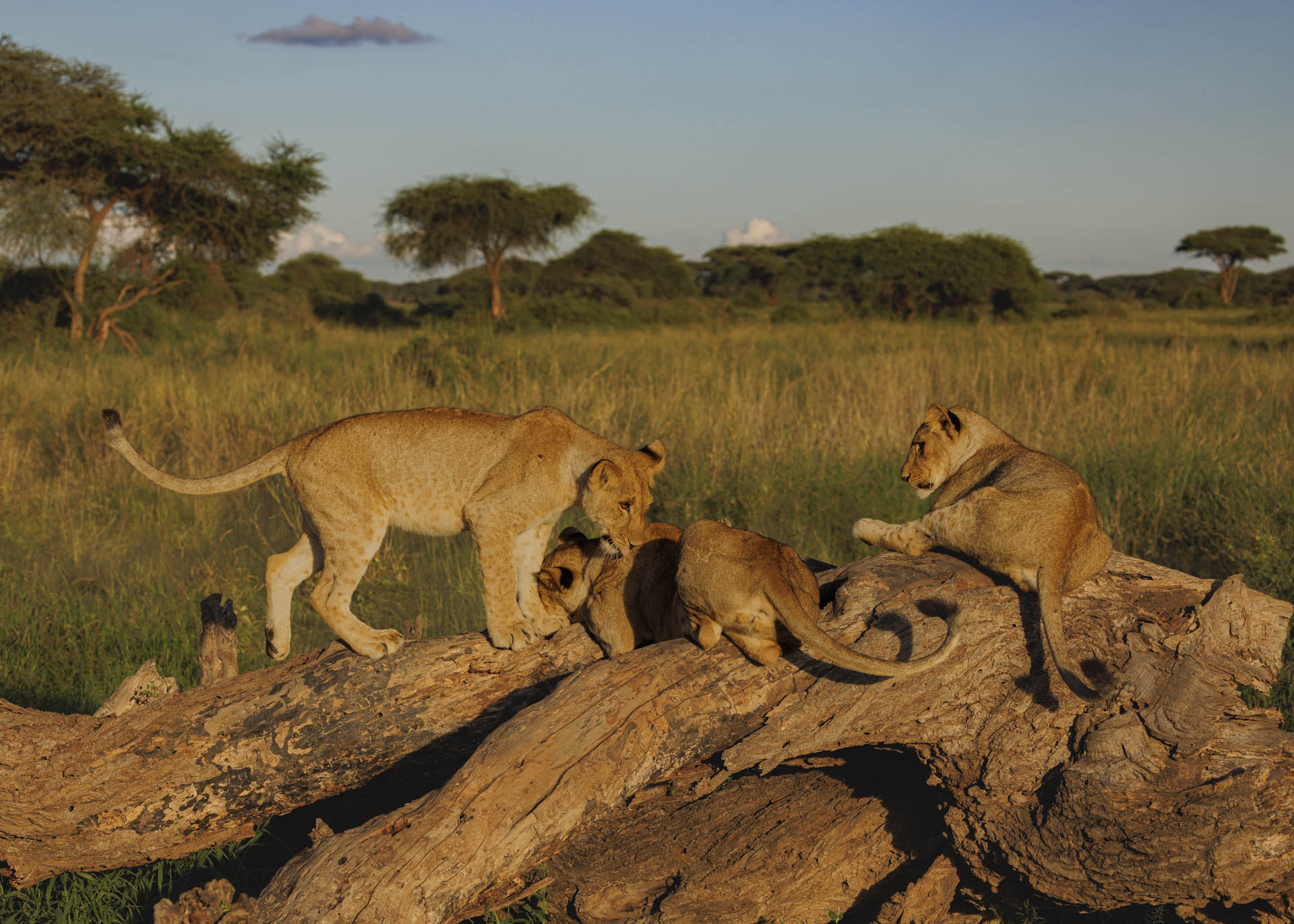 F7.1, 1/1000, ISO200 | Arnold Omondi 