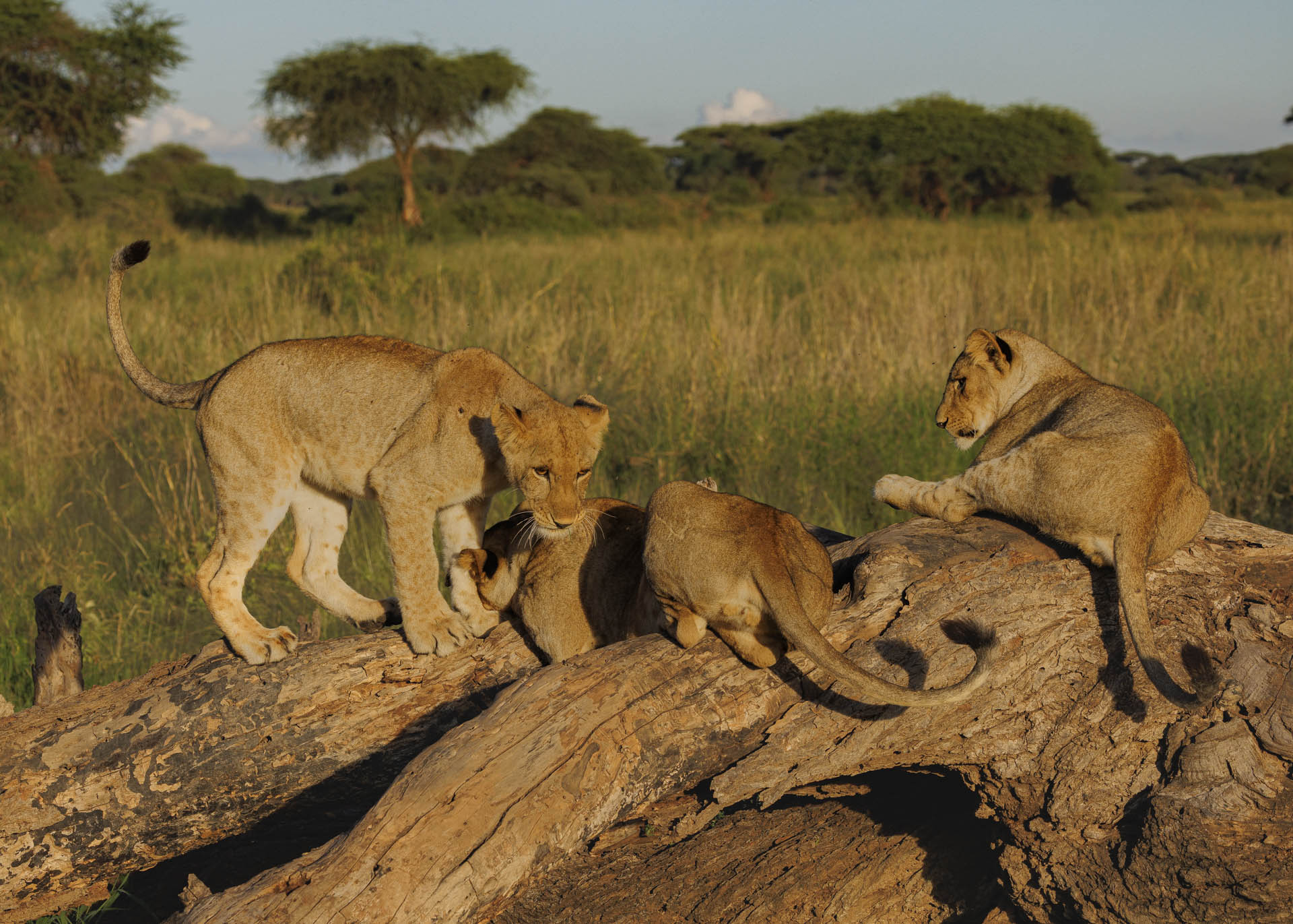 F7.1, 1/1000, ISO200 | Arnold Omondi 