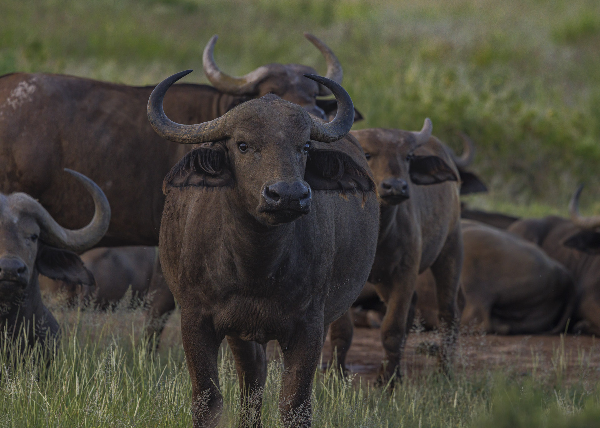 F8.0, 1/800, ISO1000 | Arnold Omondi 