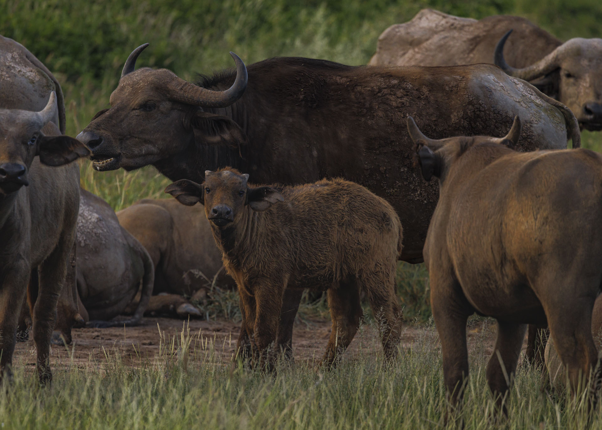 F7.1, 1/800, ISO1000 | Arnold Omondi 