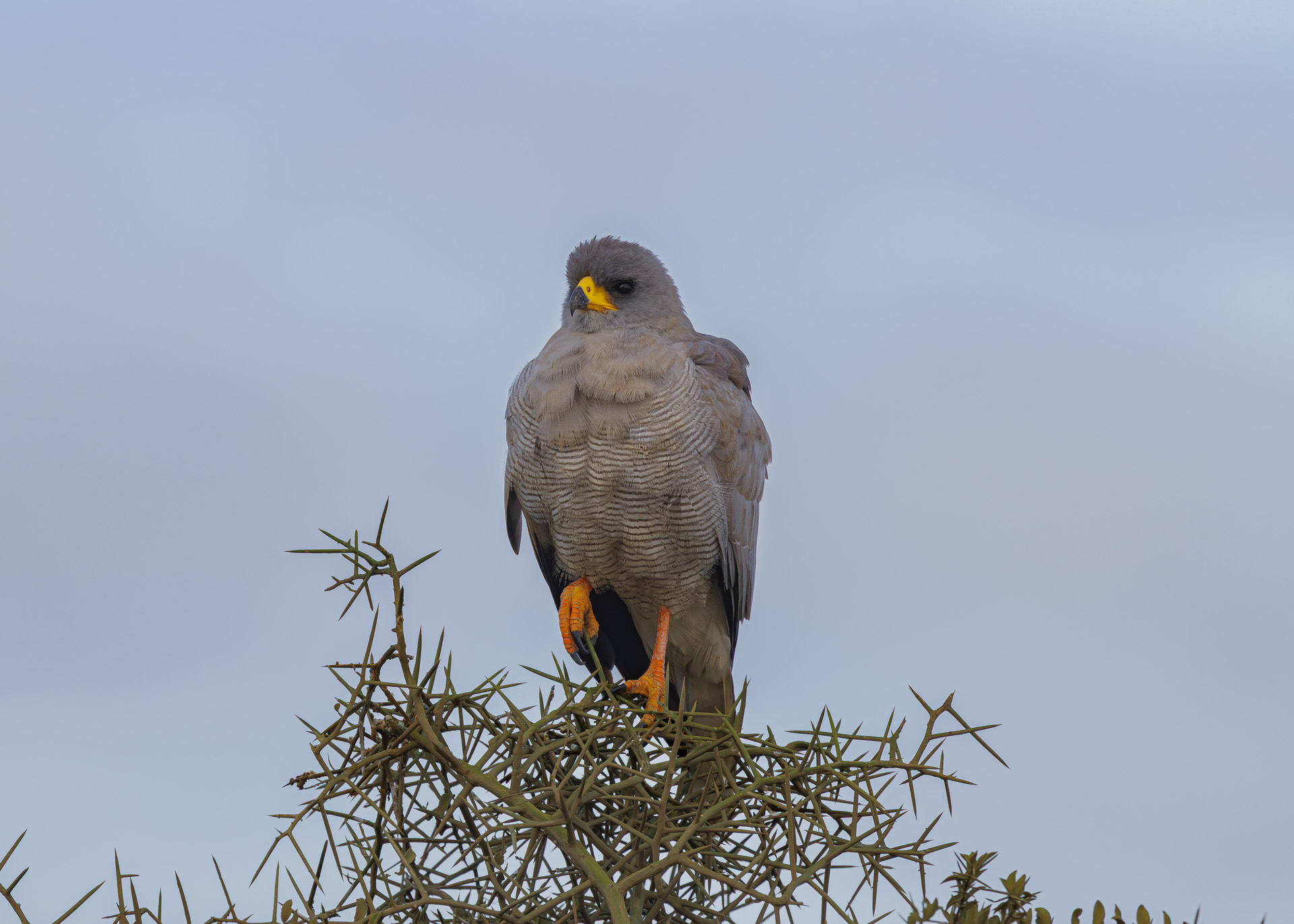 F7.1, 1/800, ISO800 | Arnold Omondi 